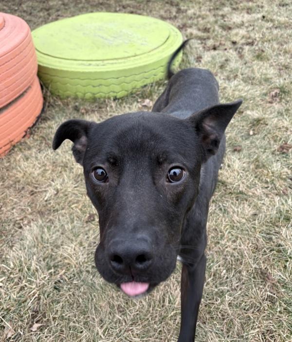 Enlarge Cookie, a Adoptable mixed breed in Sioux City, IA image 6/6