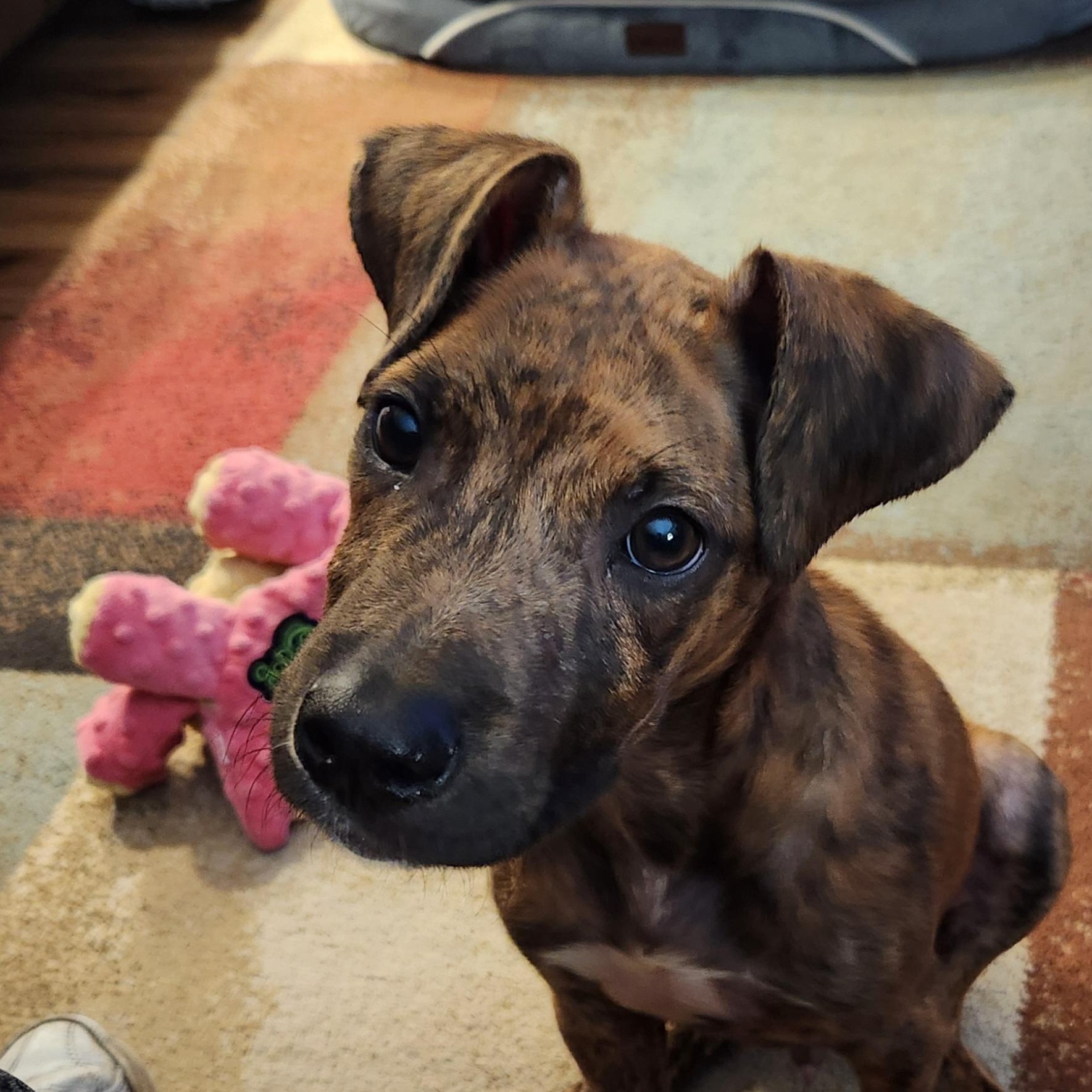 Tigger