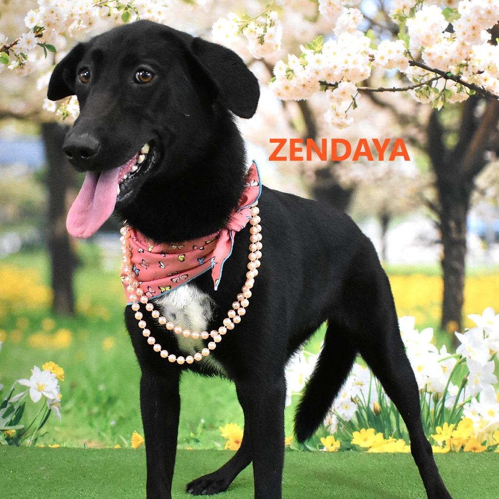 Zendaya, a Adoptable Black Labrador Retriever in Yuma, AZ image 1/5