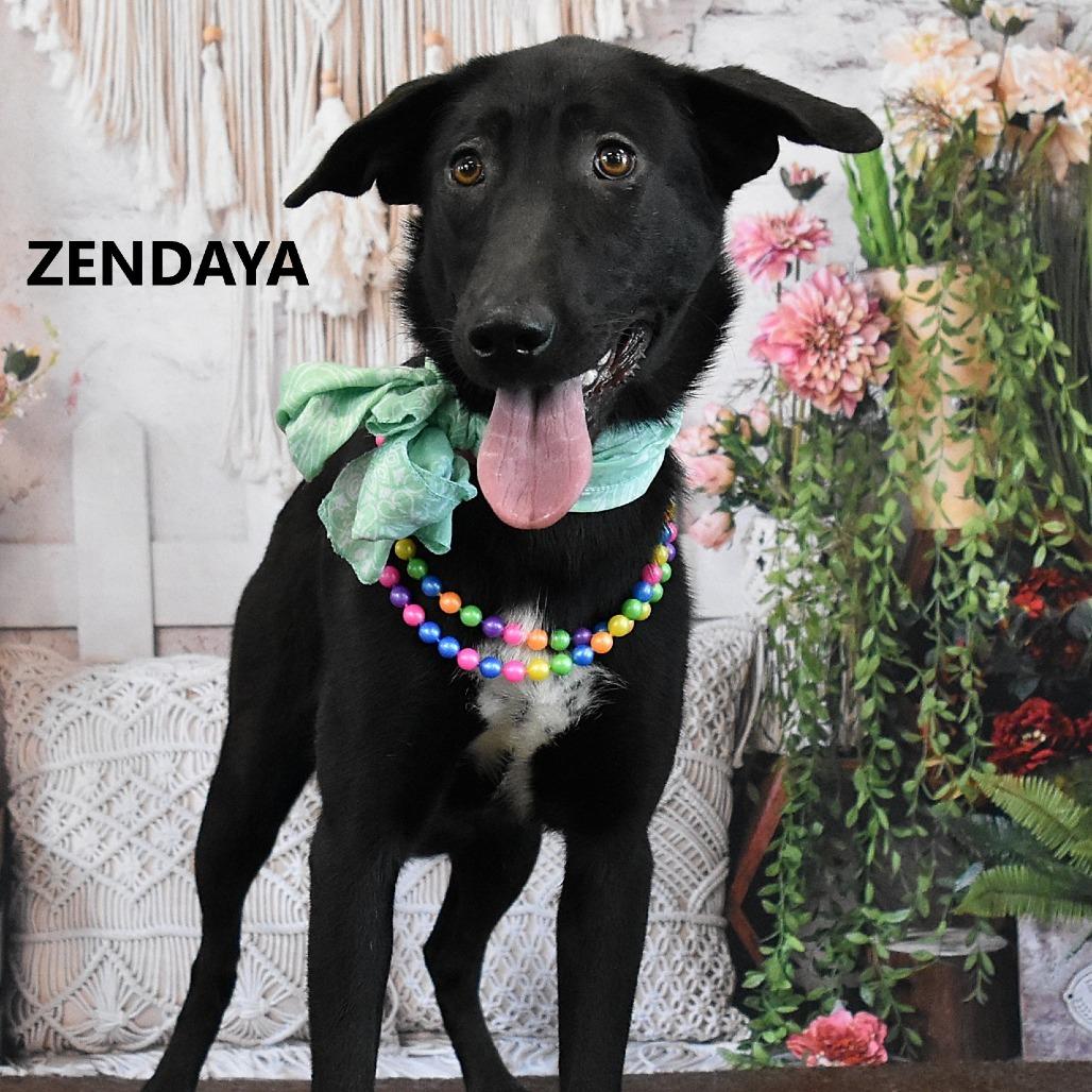 Enlarge Zendaya, a Adoptable Black Labrador Retriever in Yuma, AZ image 1/2