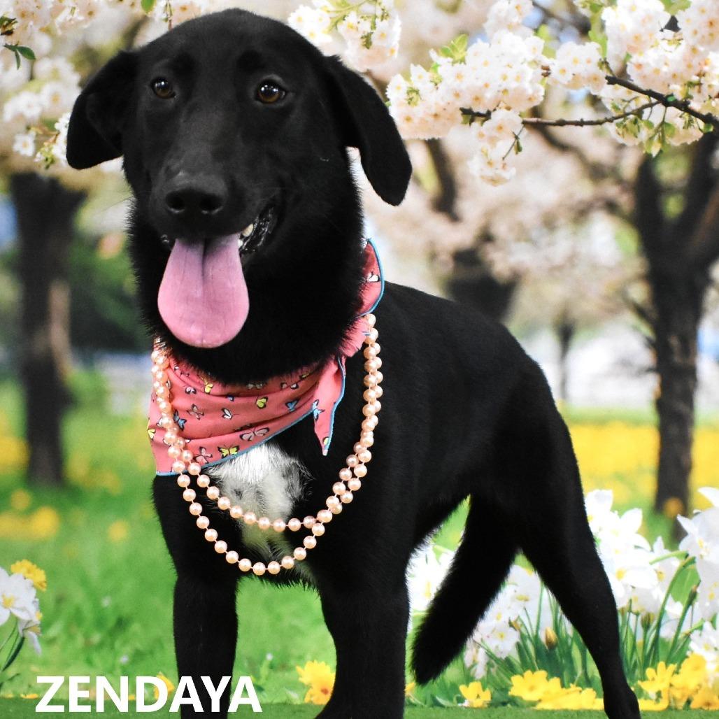 Zendaya, a Adoptable Black Labrador Retriever in Yuma, AZ image 3/5