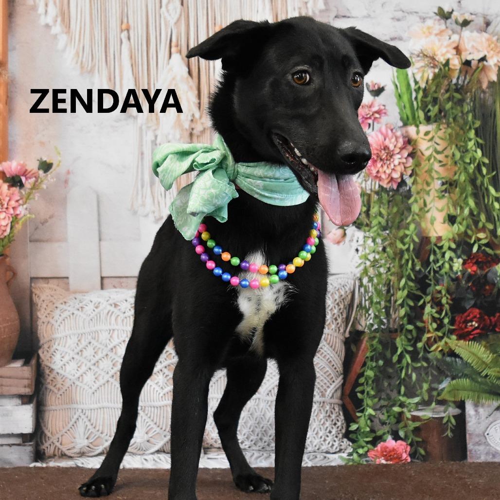 Enlarge Zendaya, a Adoptable Black Labrador Retriever in Yuma, AZ image 2/2
