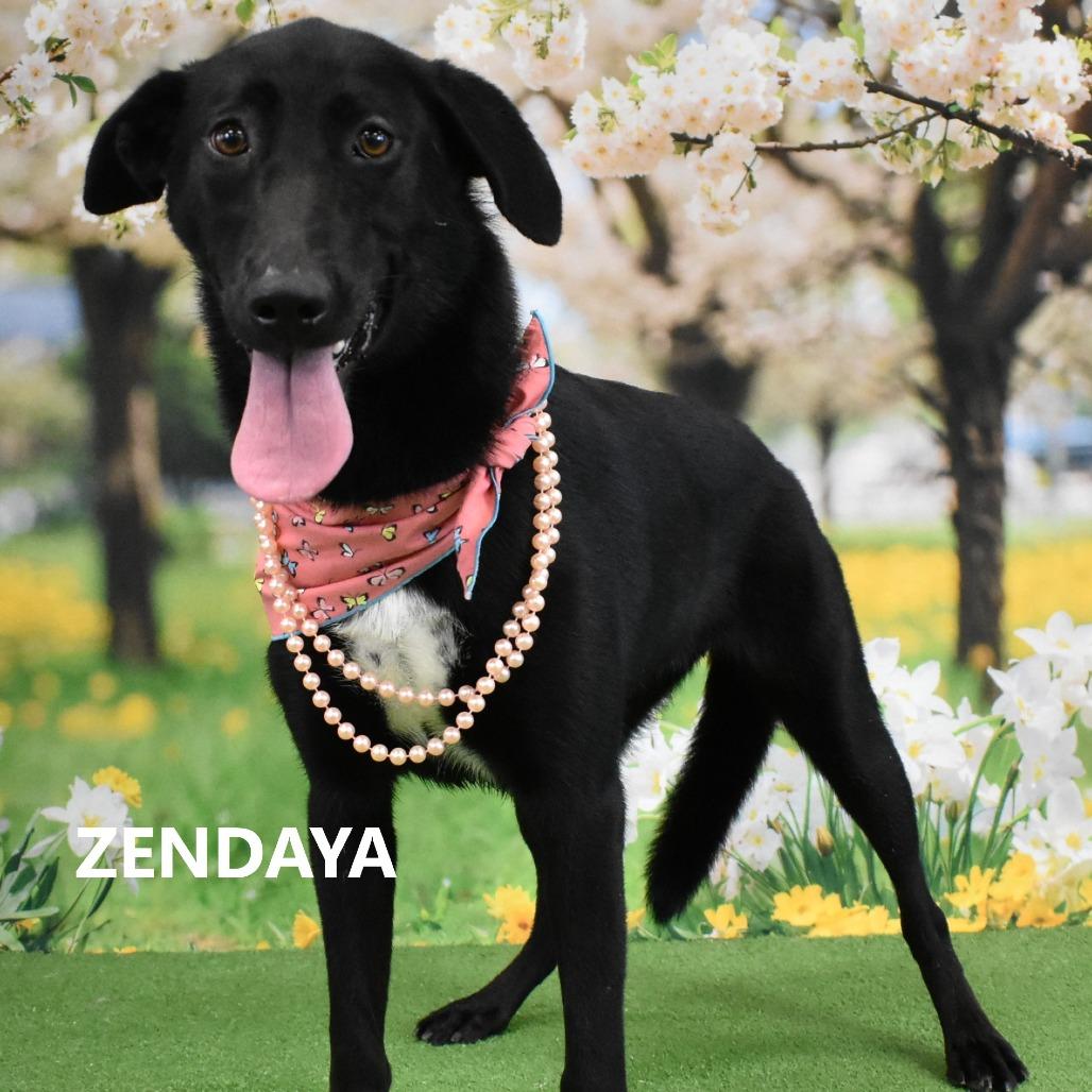 Zendaya, a Adoptable Black Labrador Retriever in Yuma, AZ image 5/5