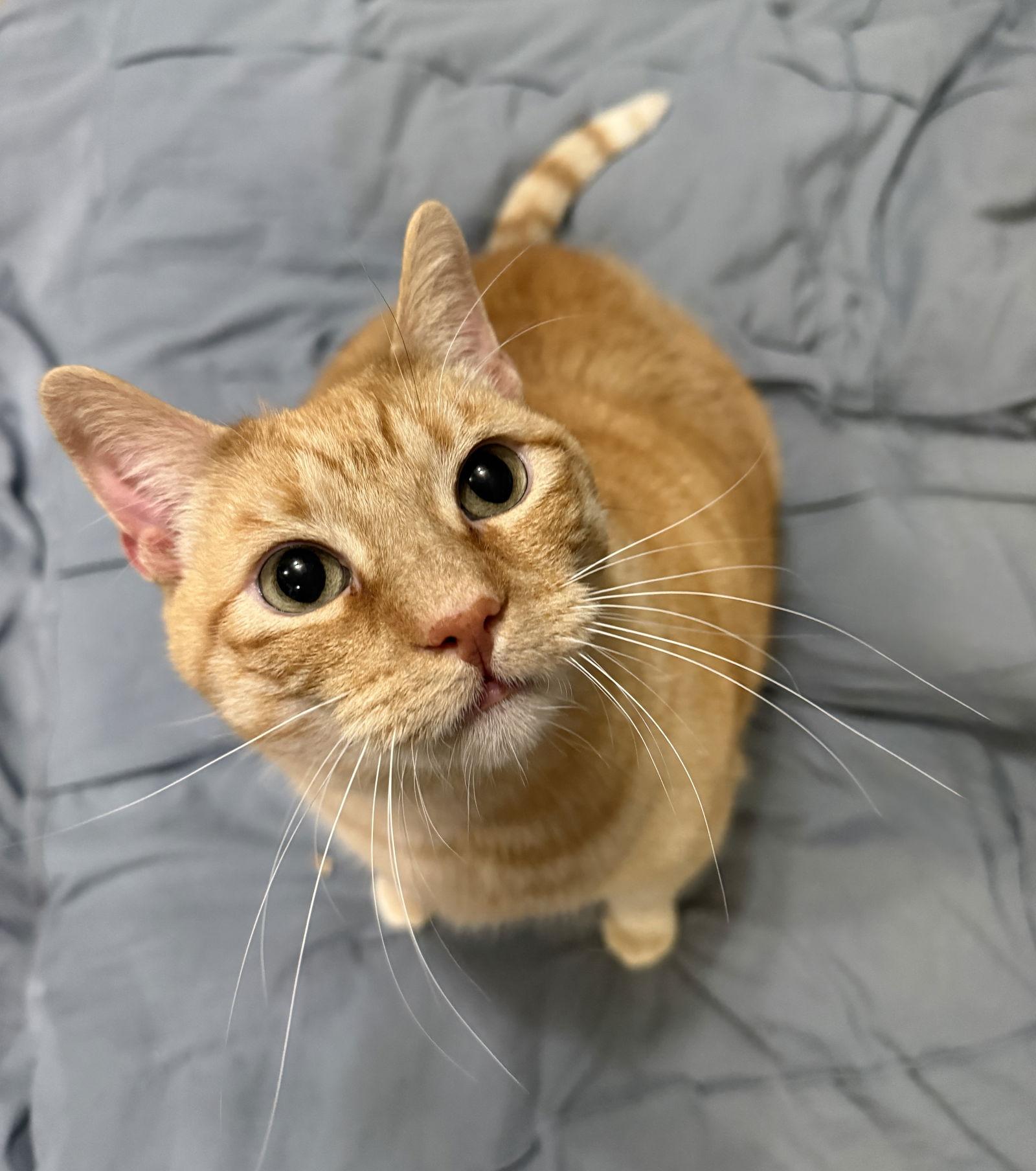 Enlarge Morris, a Adoptable Domestic Short Hair in Furlong, PA image 3/3