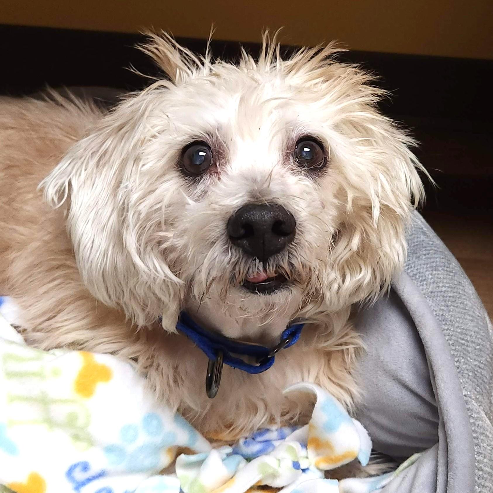 Enlarge Rascal, an adoptable mixed breed in Marshfield, WI image 4/5