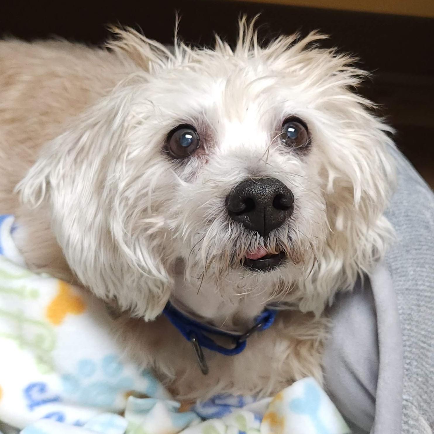 Enlarge Rascal, an adoptable mixed breed in Marshfield, WI image 3/5