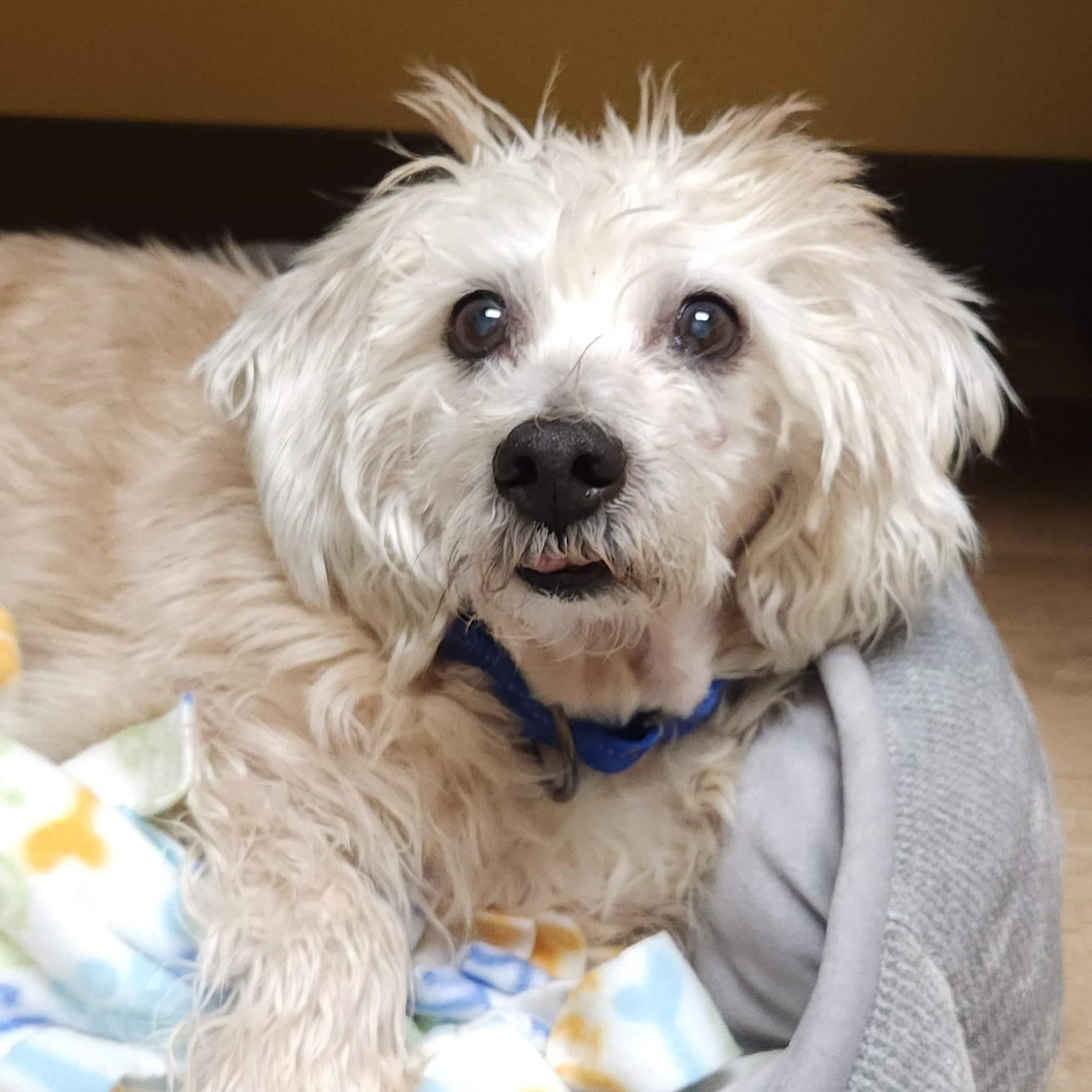 Enlarge Rascal, an adoptable mixed breed in Marshfield, WI image 1/5