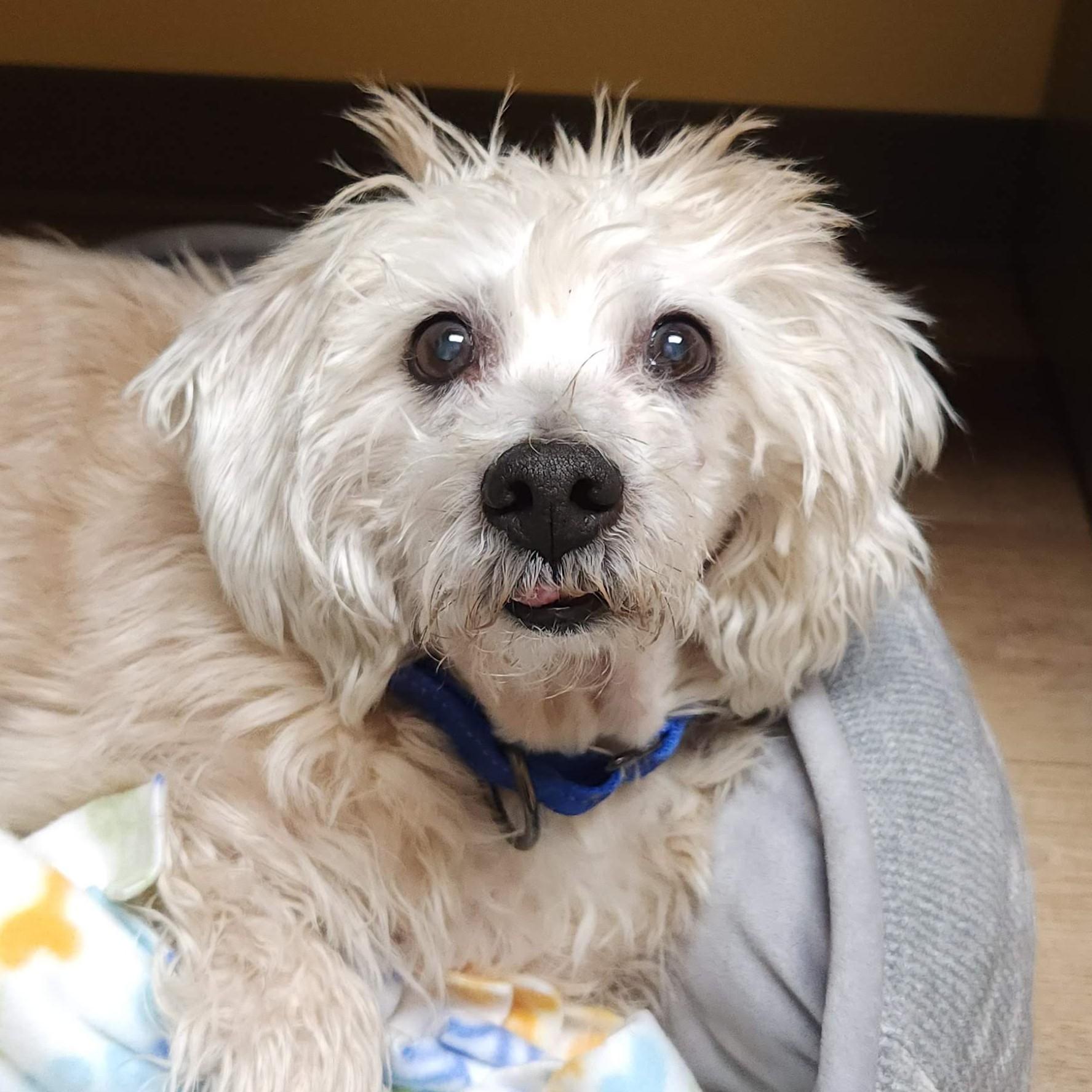 Enlarge Rascal, an adoptable mixed breed in Marshfield, WI image 2/5