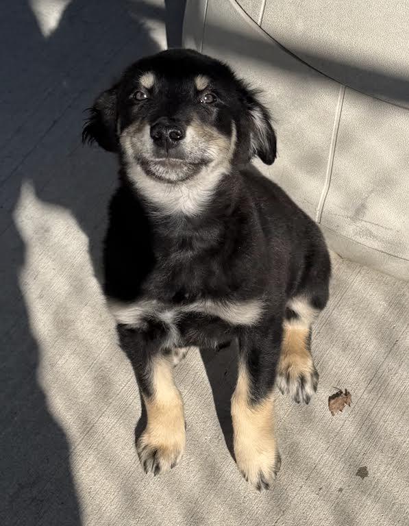 Chucky, Adopted, Puppy Male Shepherd.