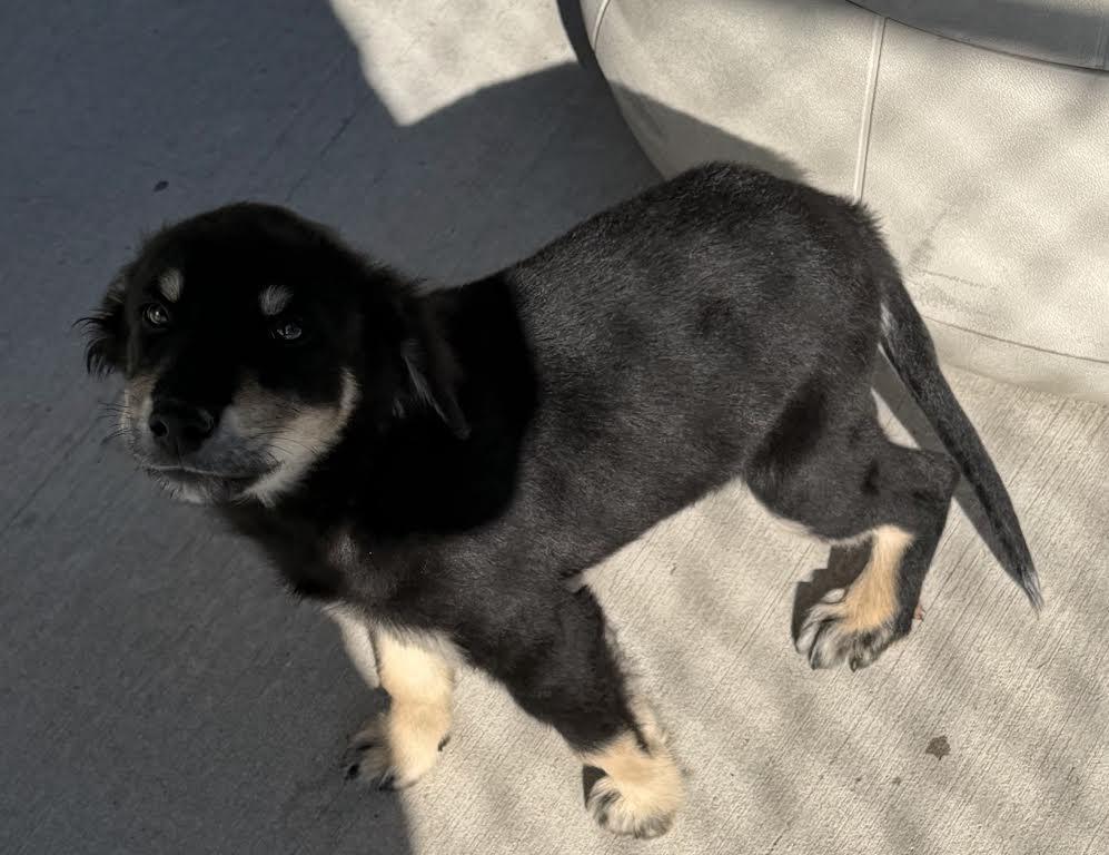 Enlarge Chucky, a Adopted mixed breed in Mauston, WI image 2/2