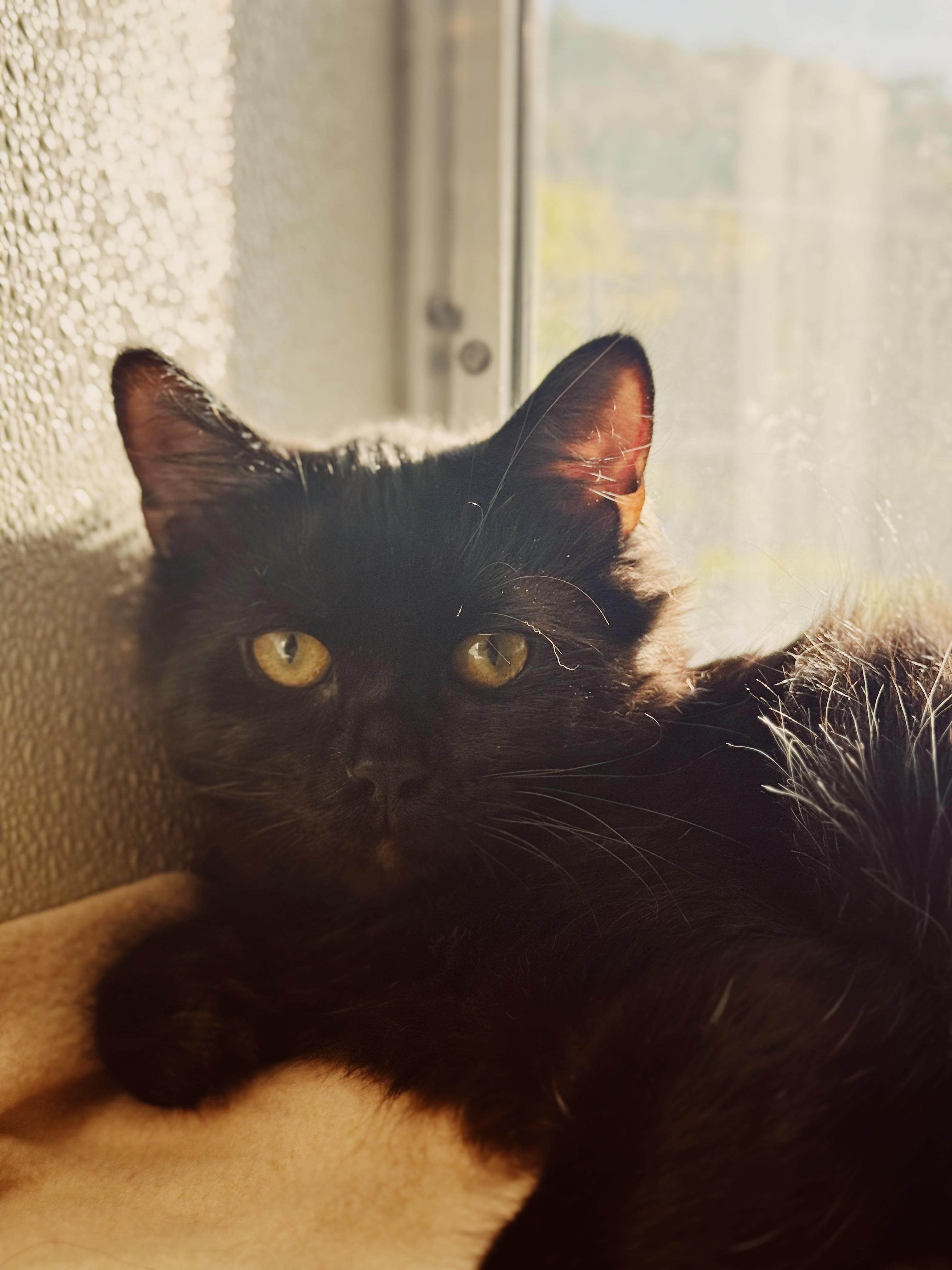 Kermit, a ADOPTABLE Domestic Long Hair in BOONE, NC image 1/2