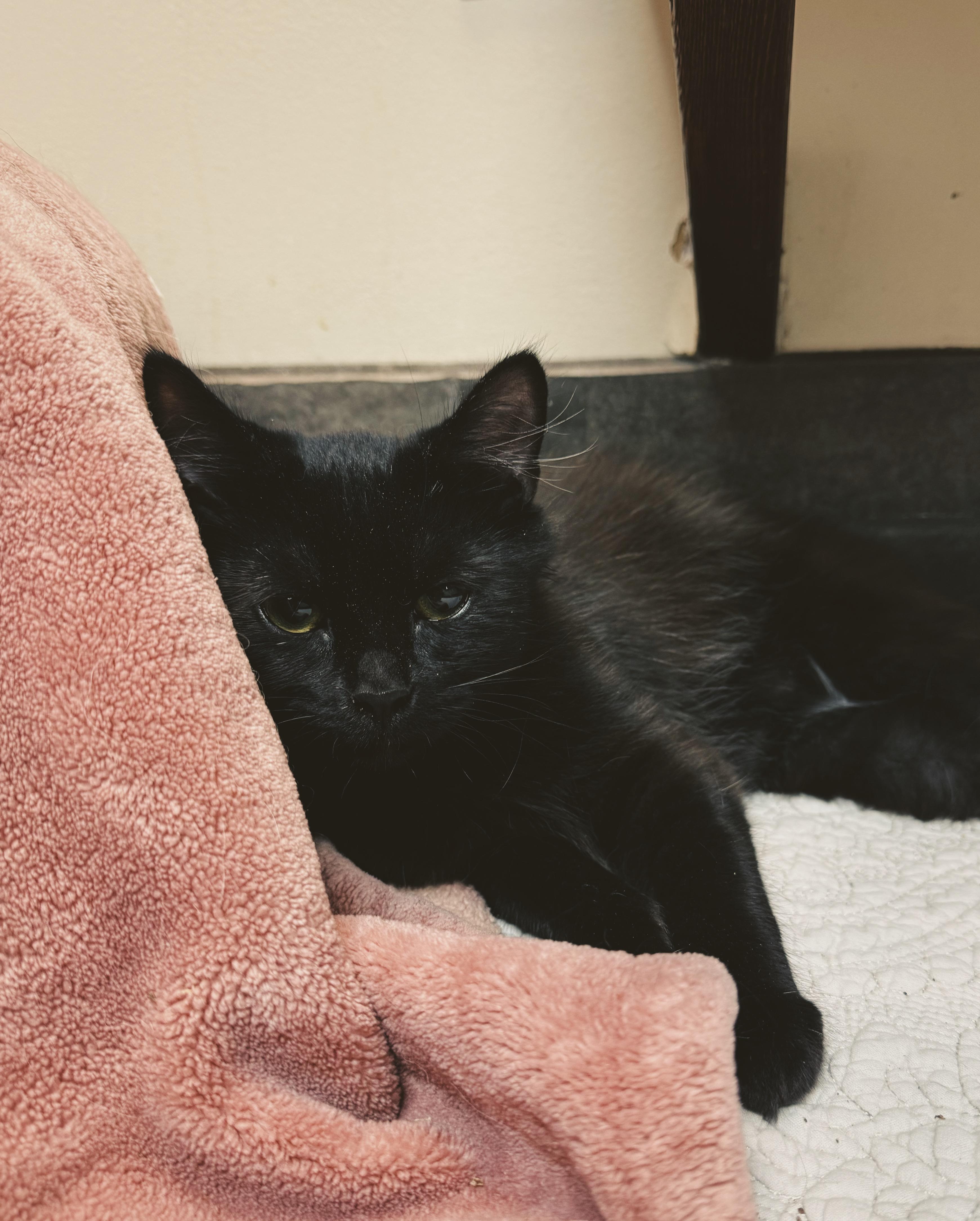 Kermit, a ADOPTABLE Domestic Long Hair in BOONE, NC image 2/2