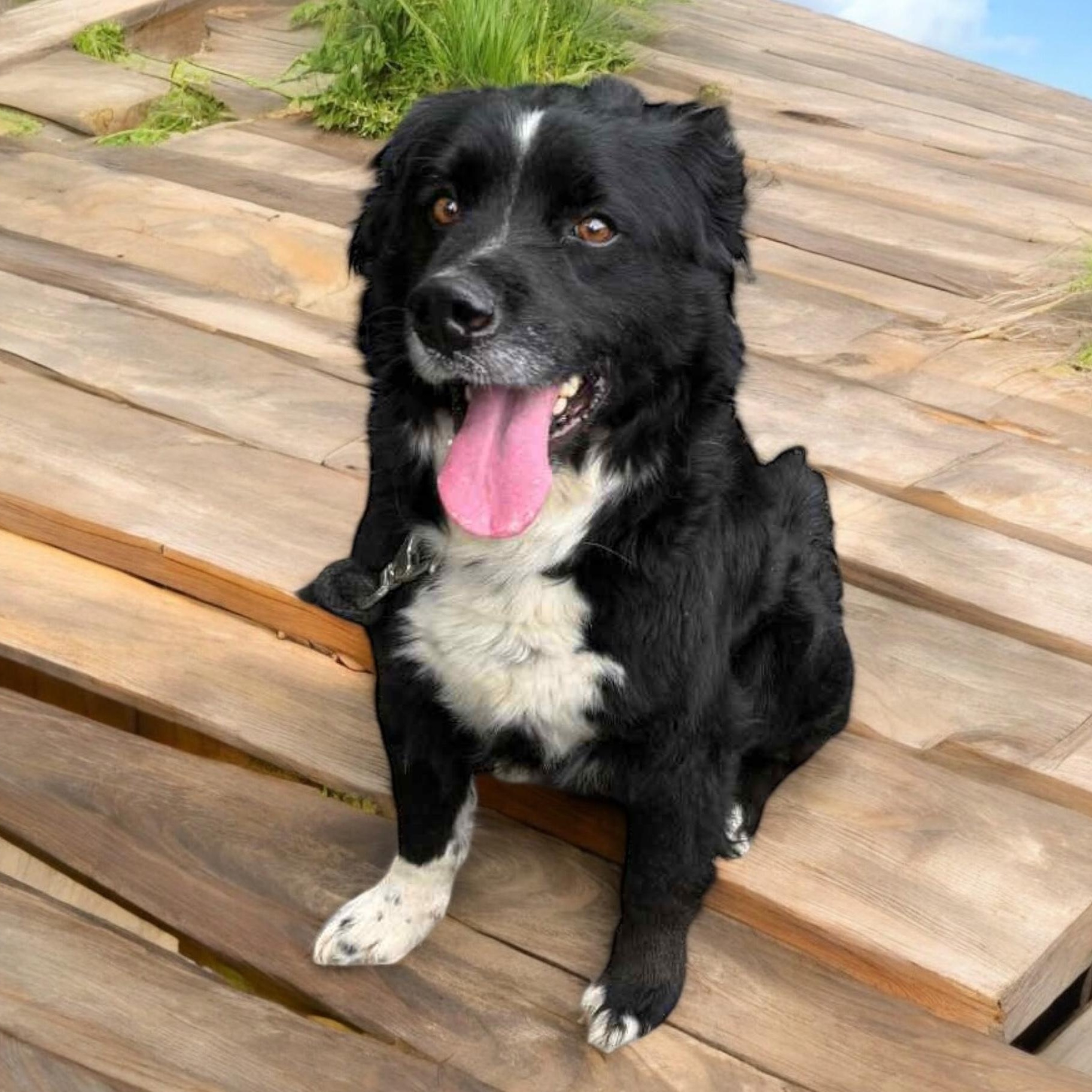 Pickles, a Adoptable Border Collie in Sequatchie, TN image 1/4