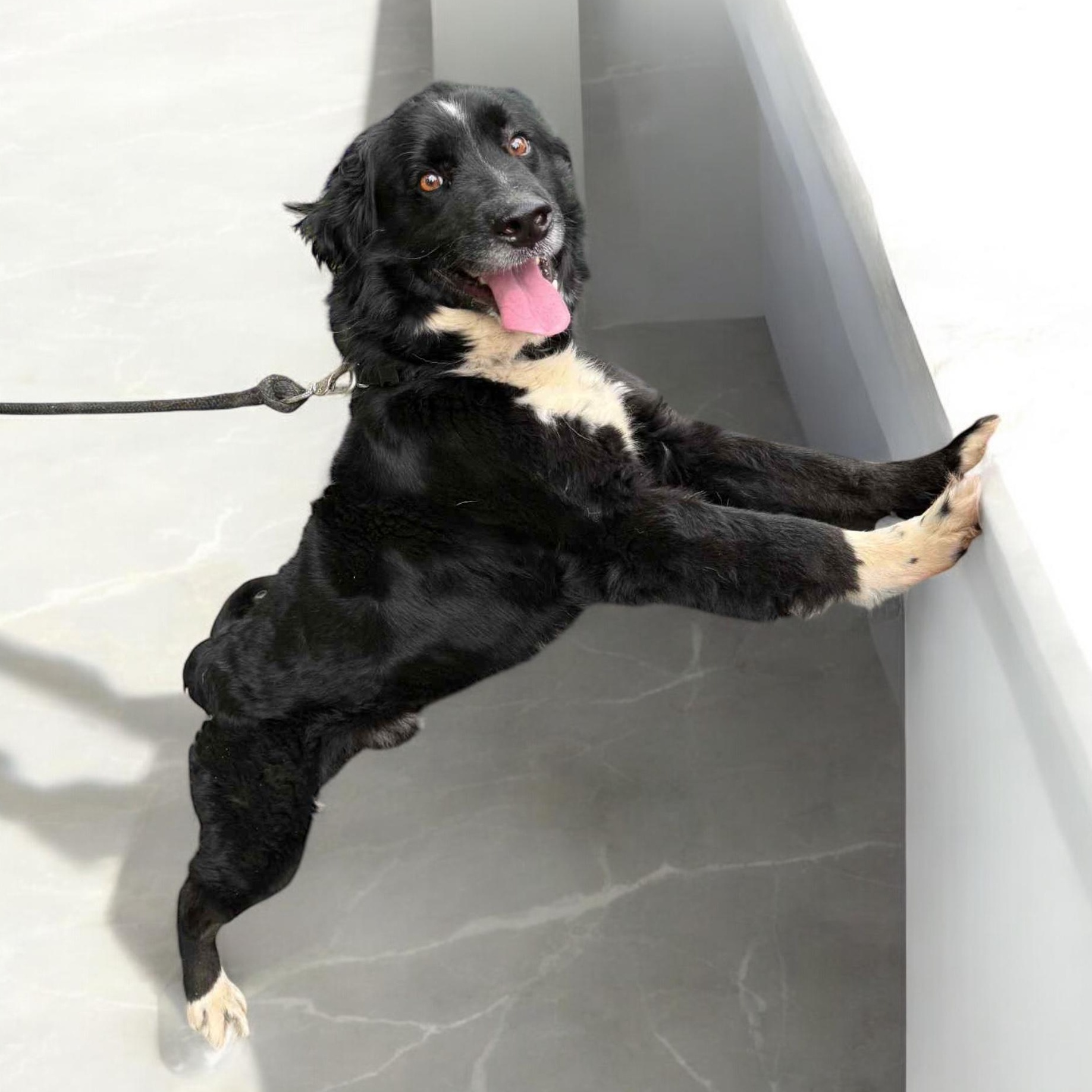 Pickles, a Adoptable Border Collie in Sequatchie, TN image 2/4