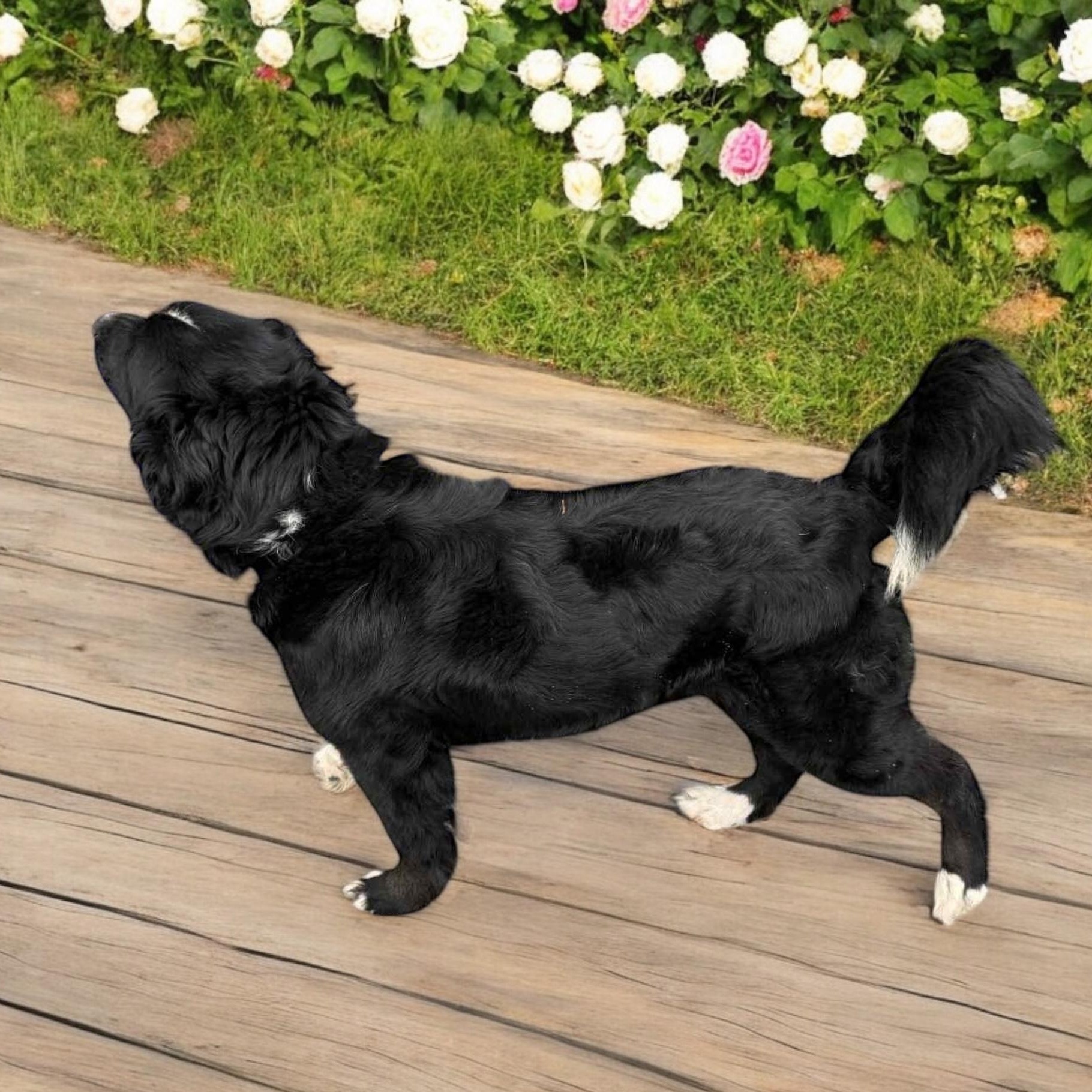 Pickles, a Adoptable Border Collie in Sequatchie, TN image 3/4