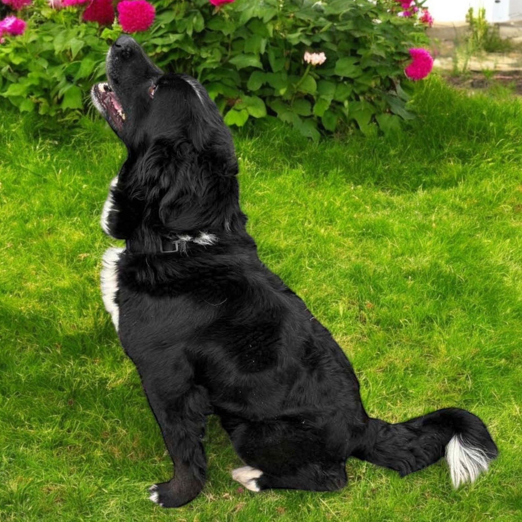 Pickles, a Adoptable Border Collie in Sequatchie, TN image 4/4