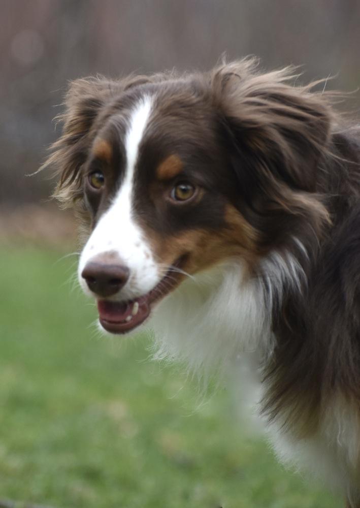 Enlarge 0990 Zin NKA Finnegan, a Adoptable Australian Shepherd in South Beloit , IL image 2/5