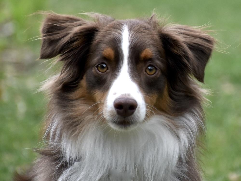 Enlarge 0990 Zin NKA Finnegan, a Adoptable Australian Shepherd in South Beloit , IL image 1/5