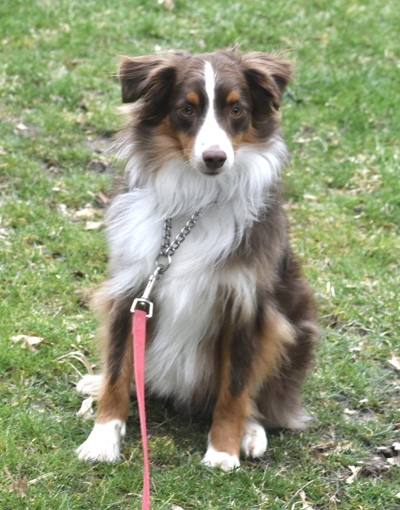 Enlarge 0990 Zin NKA Finnegan, a Adoptable Australian Shepherd in South Beloit , IL image 3/5