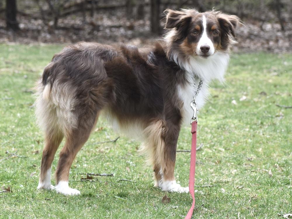 Enlarge 0990 Zin NKA Finnegan, a Adoptable Australian Shepherd in South Beloit , IL image 4/5