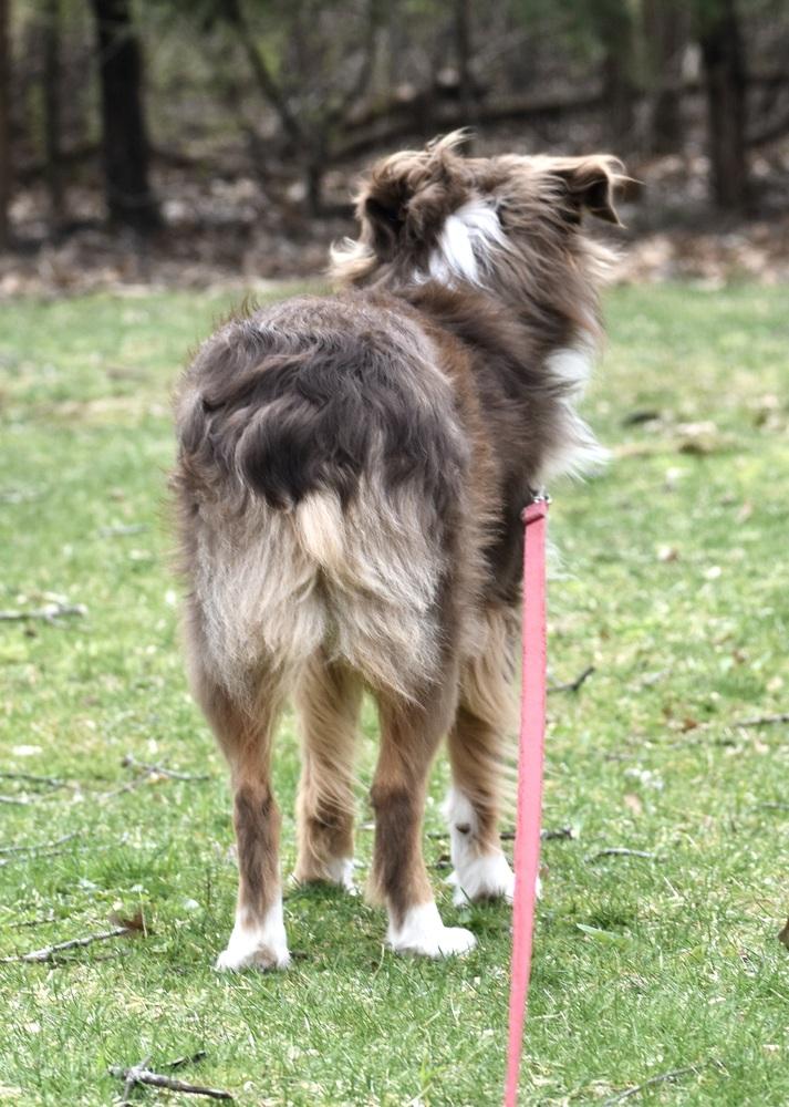 Enlarge 0990 Zin NKA Finnegan, a Adoptable Australian Shepherd in South Beloit , IL image 5/5