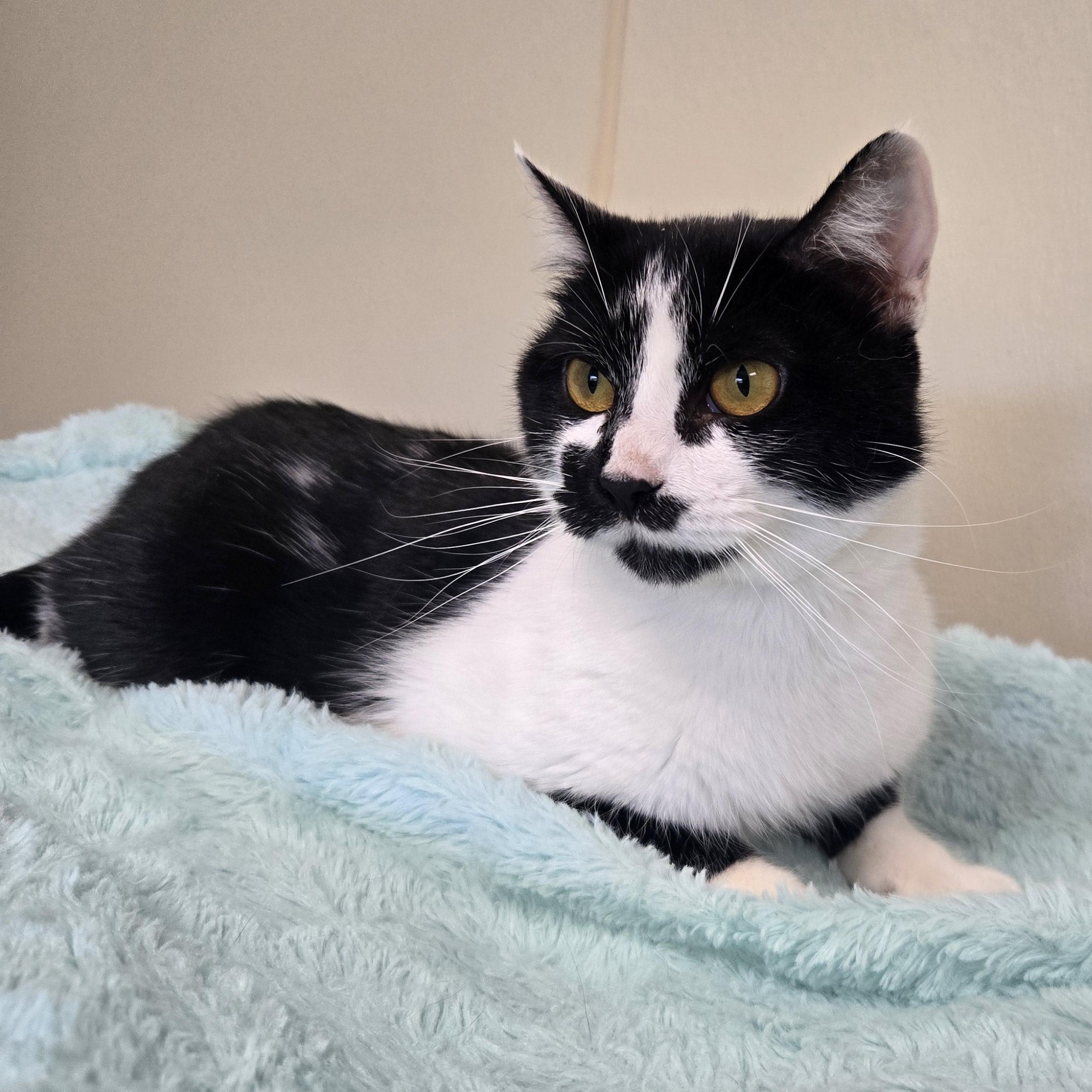 Flower, Adoptable, Adult Female Domestic Short Hair.
