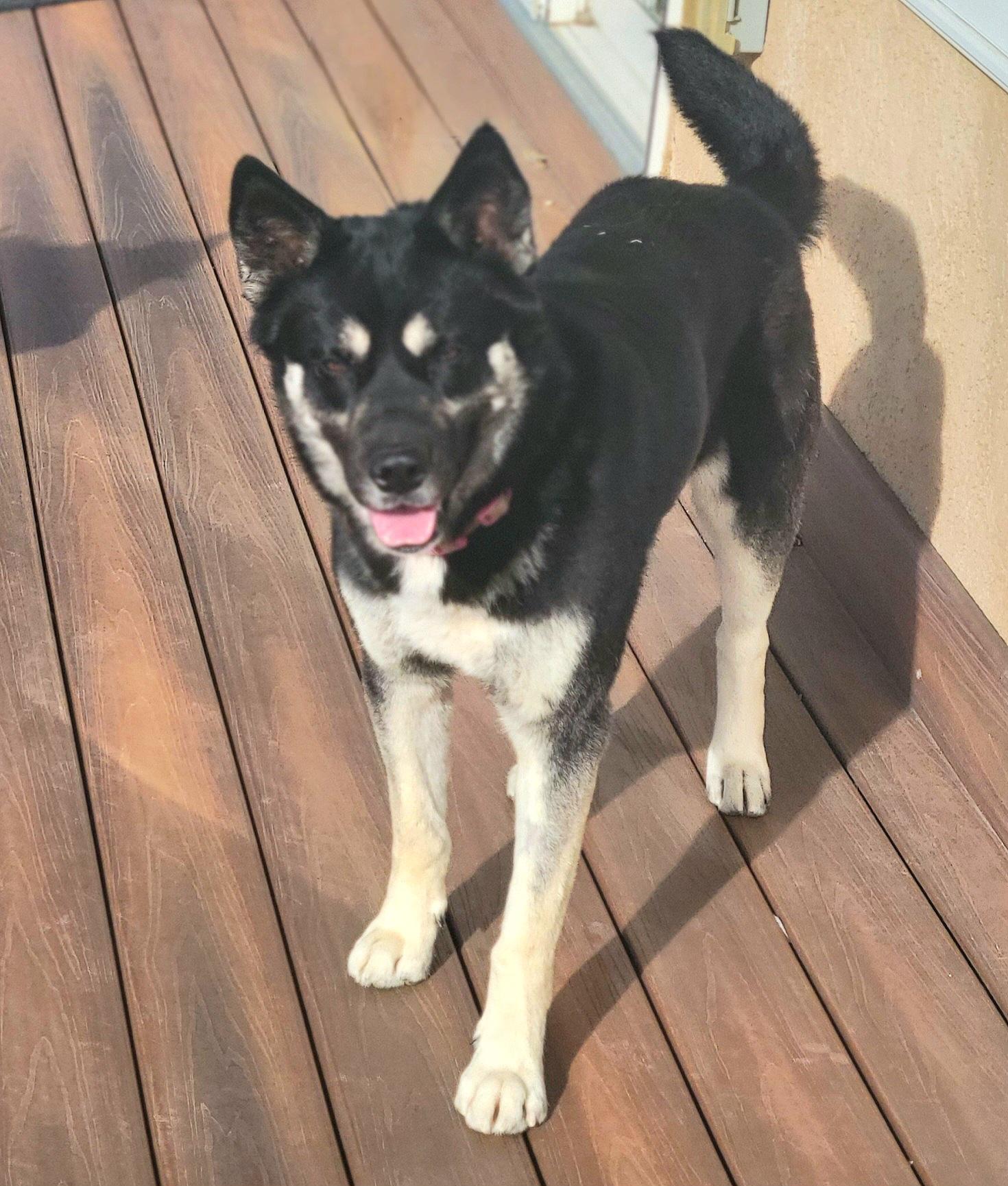 Enlarge Blitzen, a Adoptable mixed breed in Colorado Springs, CO image 6/6