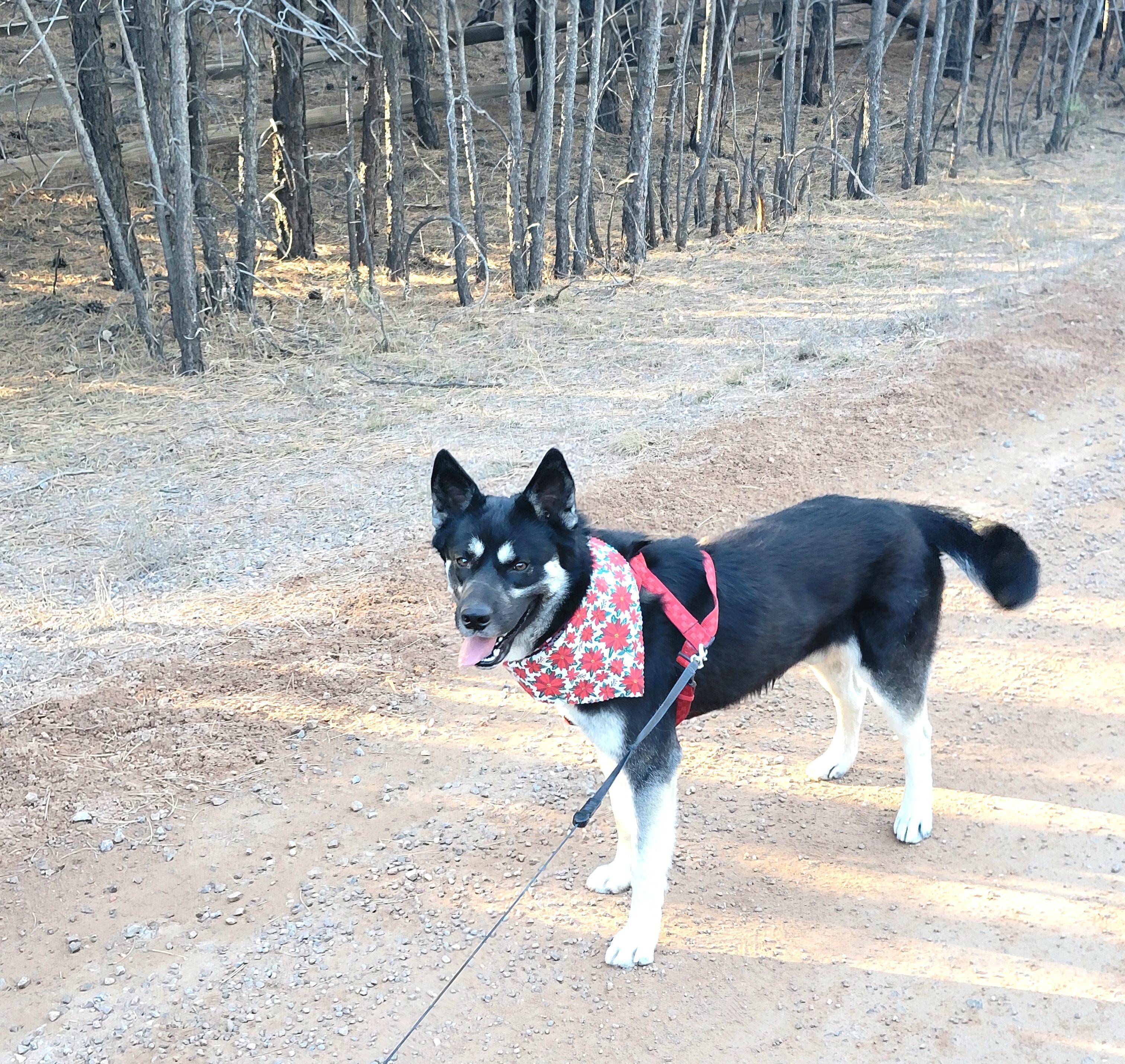 Enlarge Blitzen, a Adoptable mixed breed in Colorado Springs, CO image 4/6
