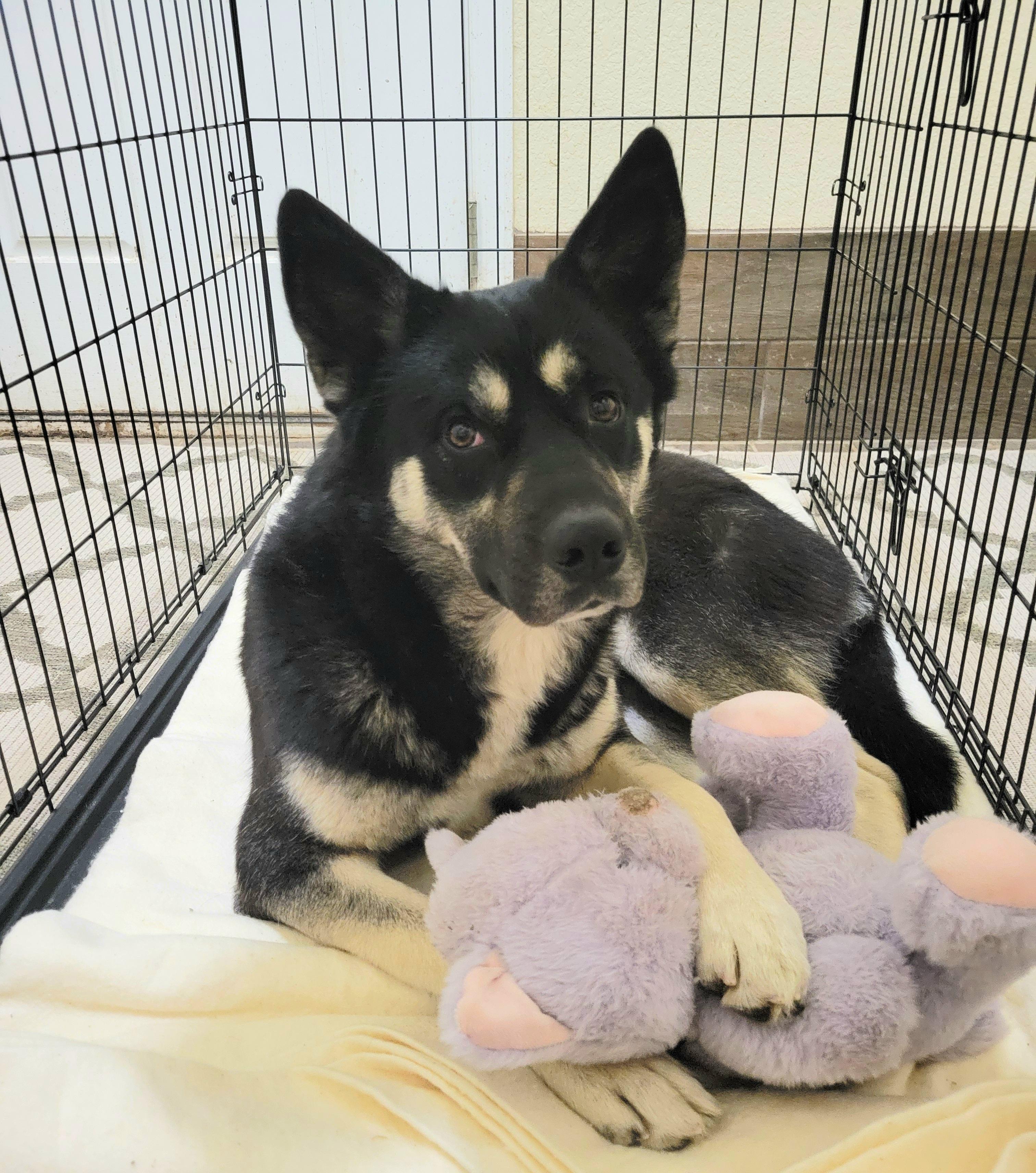 Enlarge Blitzen, a Adoptable mixed breed in Colorado Springs, CO image 3/6