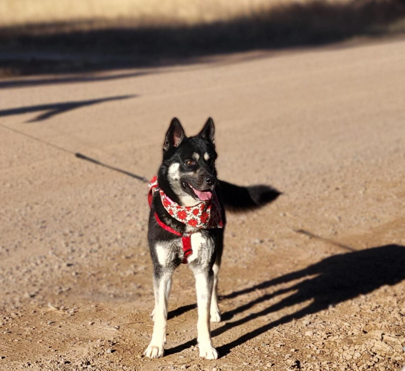 Enlarge Blitzen, a Adoptable mixed breed in Colorado Springs, CO image 2/6