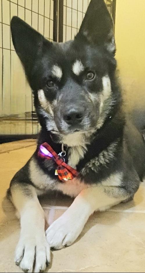 Blitzen, Adoptable, Young Male Siberian Husky & German Shepherd Dog.