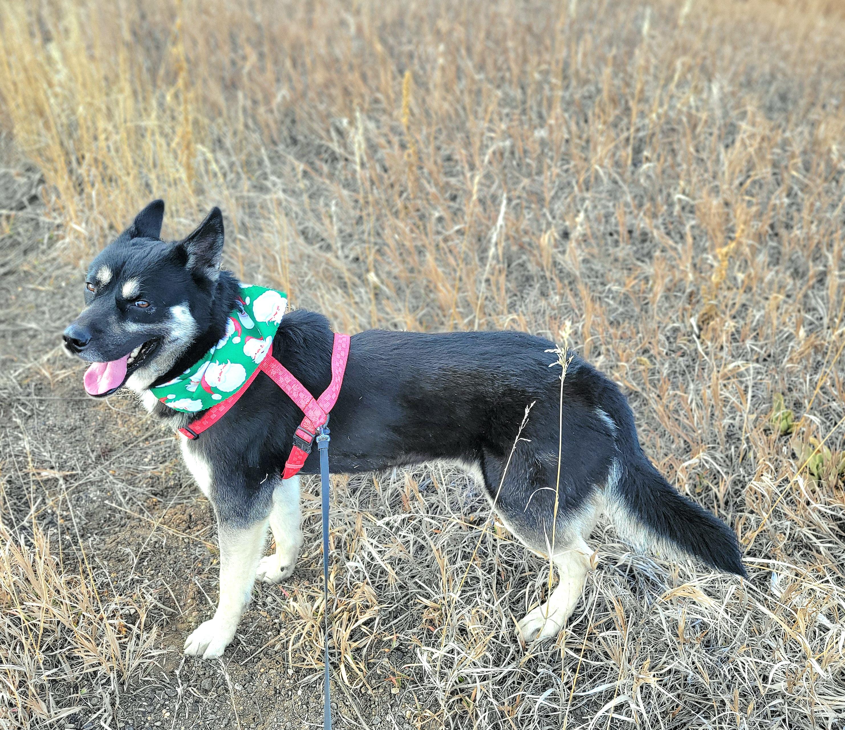 Enlarge Blitzen, a Adoptable mixed breed in Colorado Springs, CO image 5/6