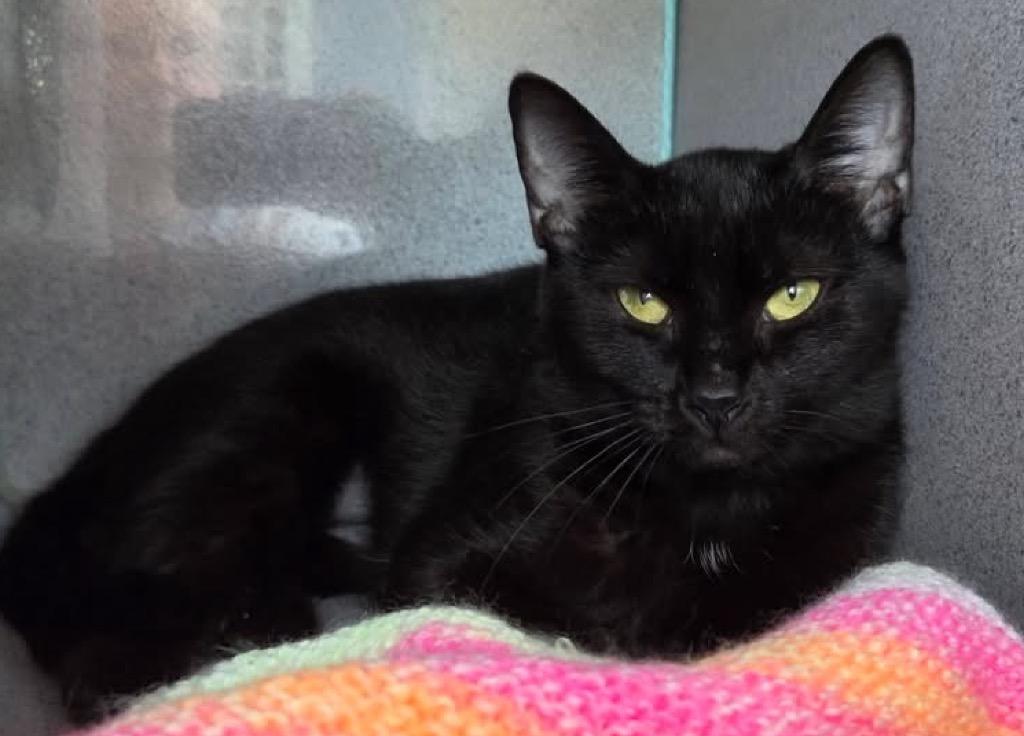 Eloise, Adoptable, Young Female Domestic Short Hair.