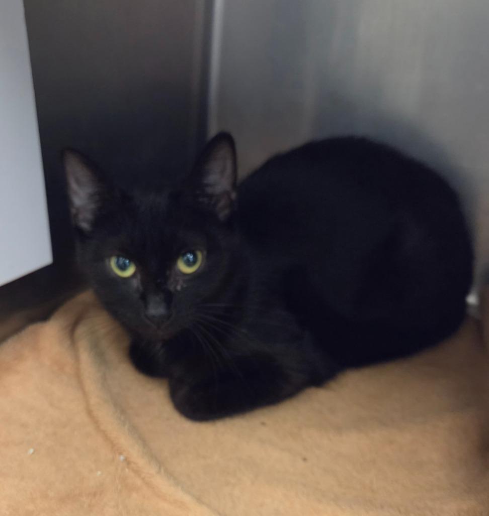 Enlarge Eloise, a Adoptable mixed breed in Liverpool, NY image 2/3