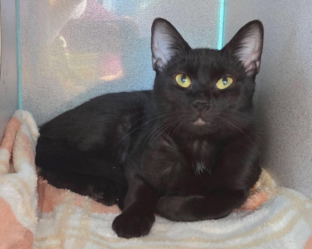 Enlarge Eloise, a Adoptable mixed breed in Liverpool, NY image 3/3
