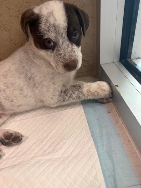 Larry, Adoptable, Young Male Mixed Breed.