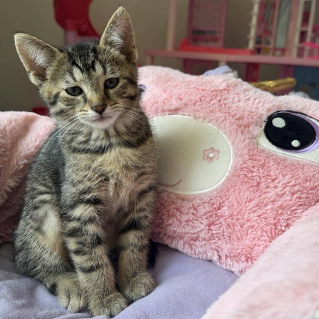 Enlarge Nala, a Adoptable Domestic Short Hair in North Canton, OH image 1/3