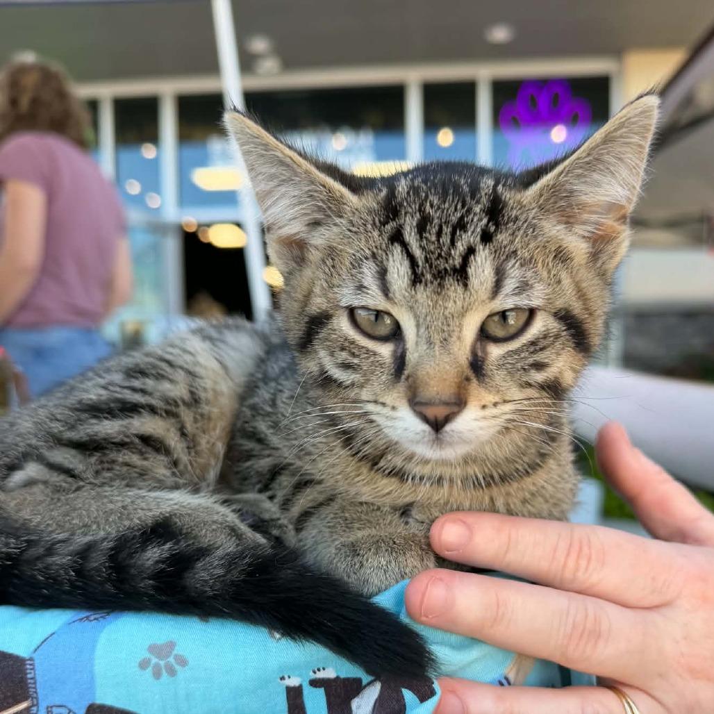 Enlarge Nala, a Adopted Domestic Short Hair in North Canton, OH image 2/5
