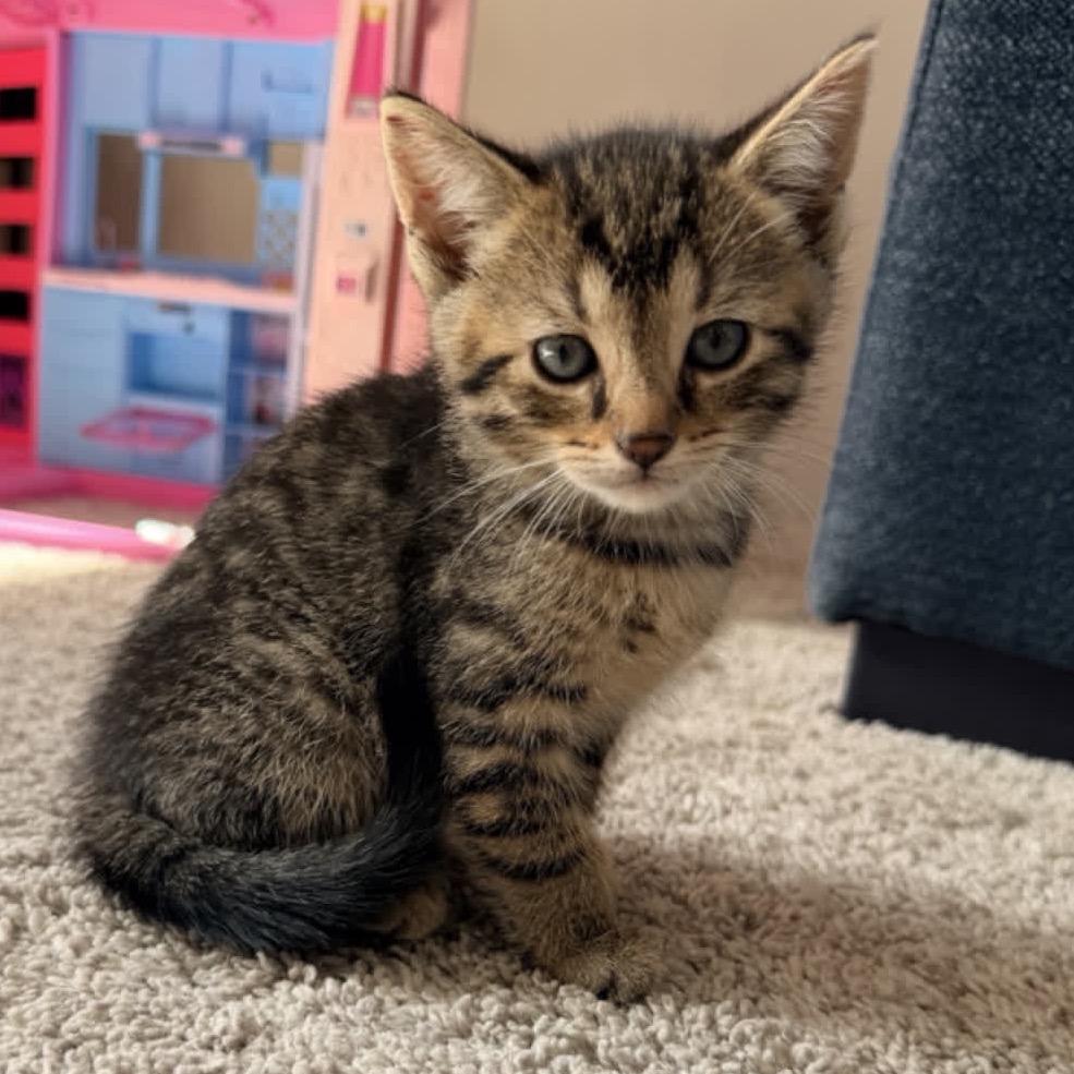 Nala, Adoptable, Kitten Female Domestic Short Hair.