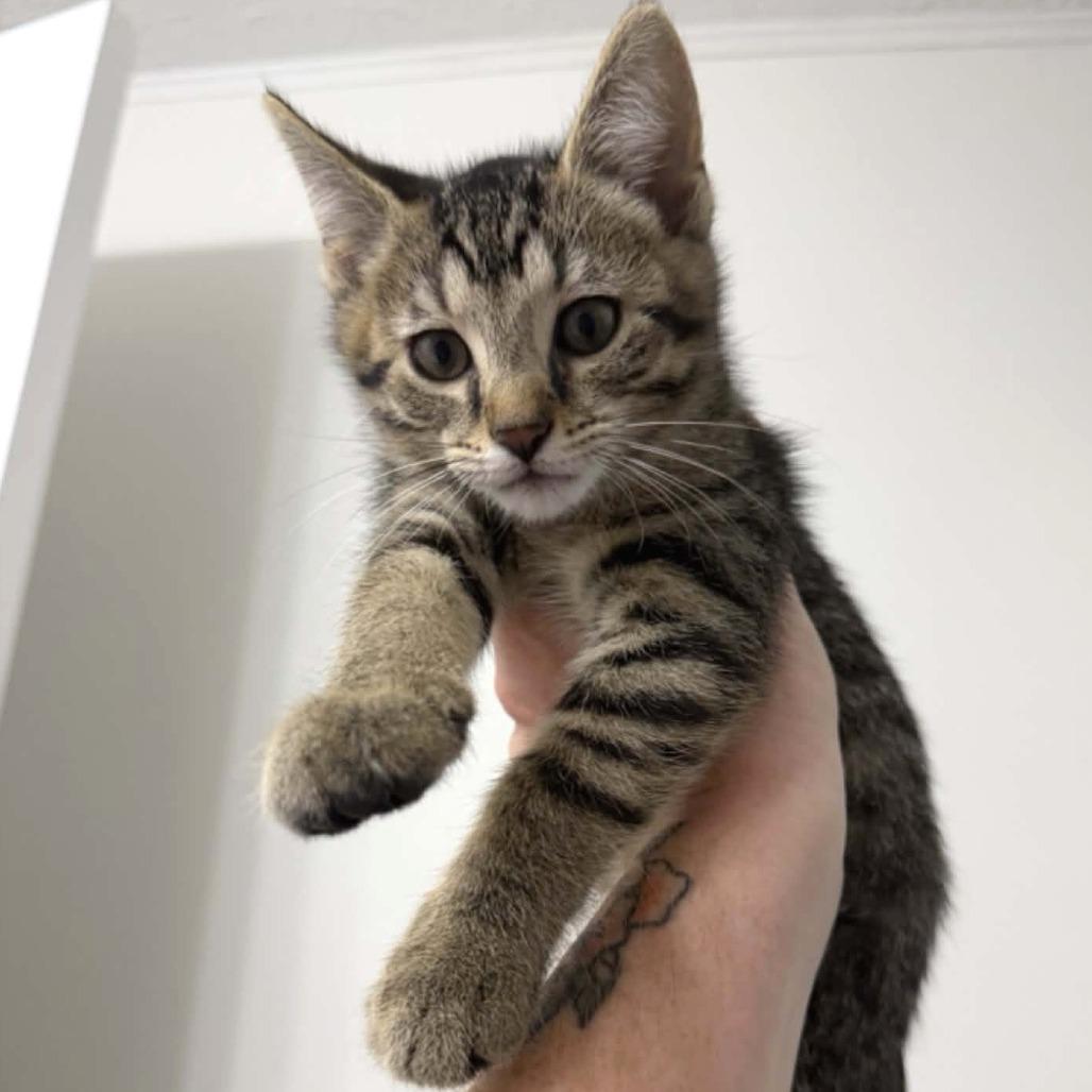 Enlarge Nala, a Adopted Domestic Short Hair in North Canton, OH image 4/5
