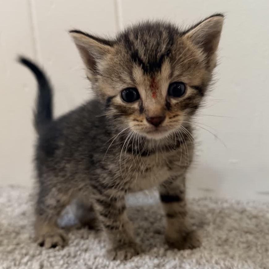 Nala, a Adoptable Domestic Short Hair in North Canton, OH image 2/2