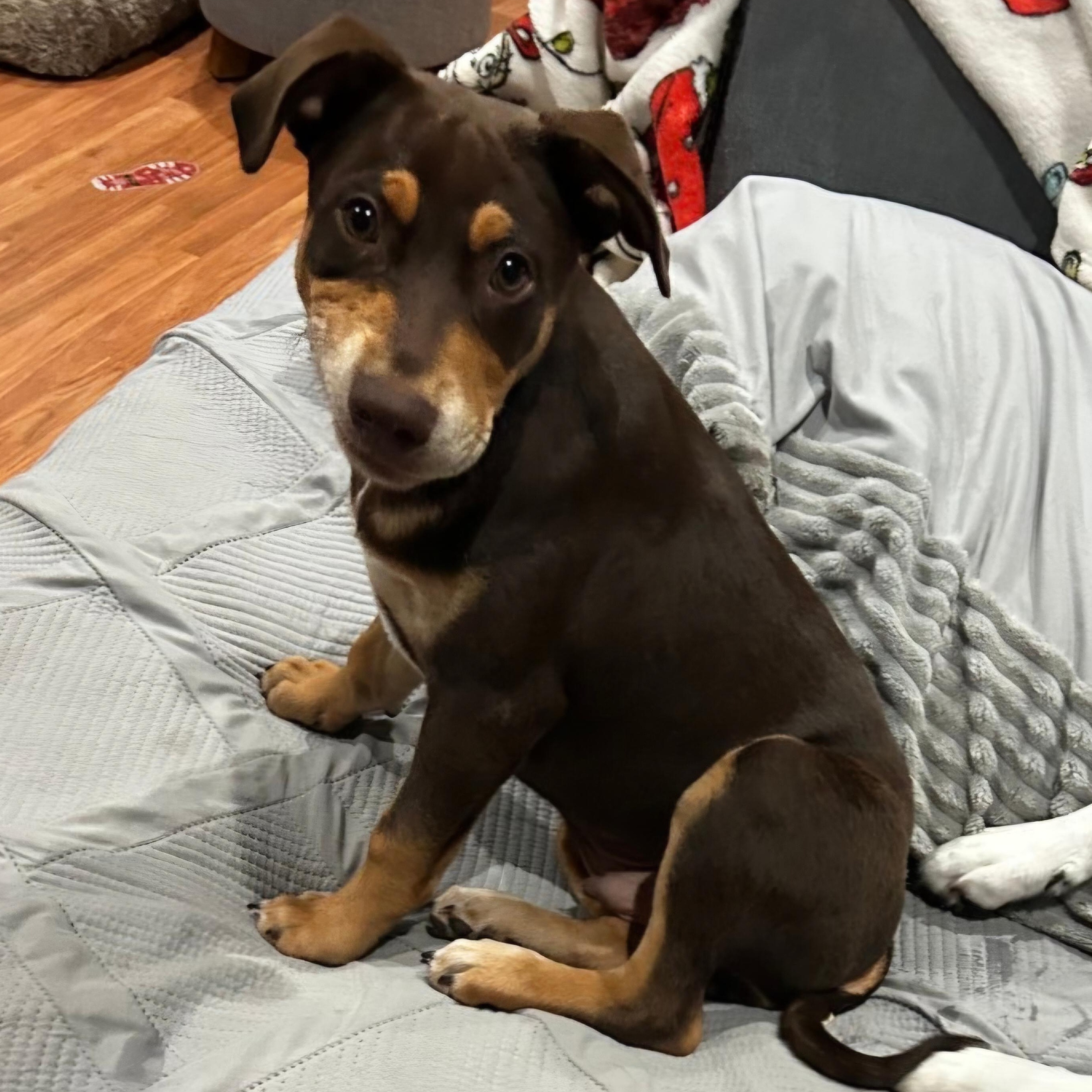 Enlarge Coley, an adopted mixed breed in Ellicott City, MD image 3/6