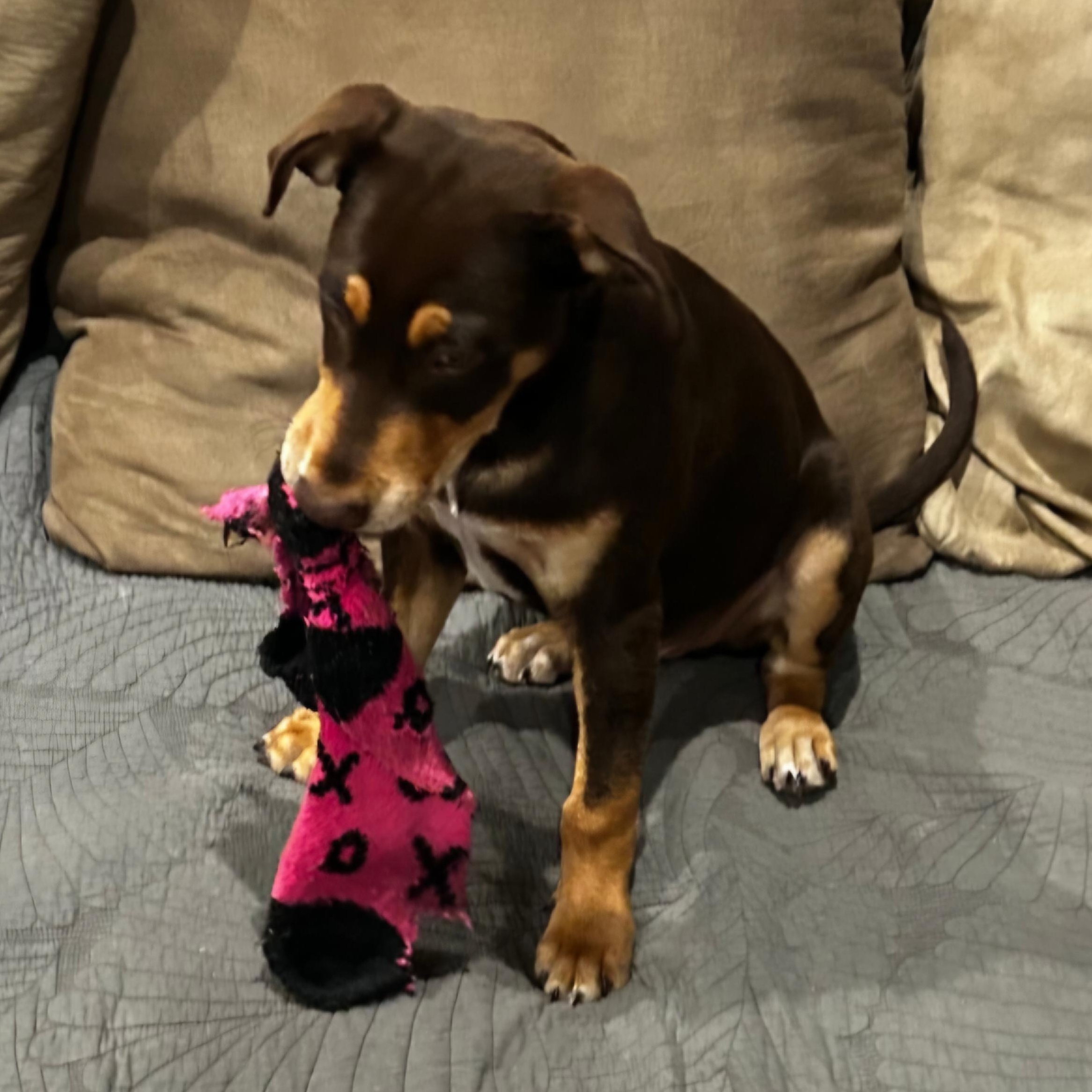 Enlarge Coley, an adopted mixed breed in Ellicott City, MD image 5/6