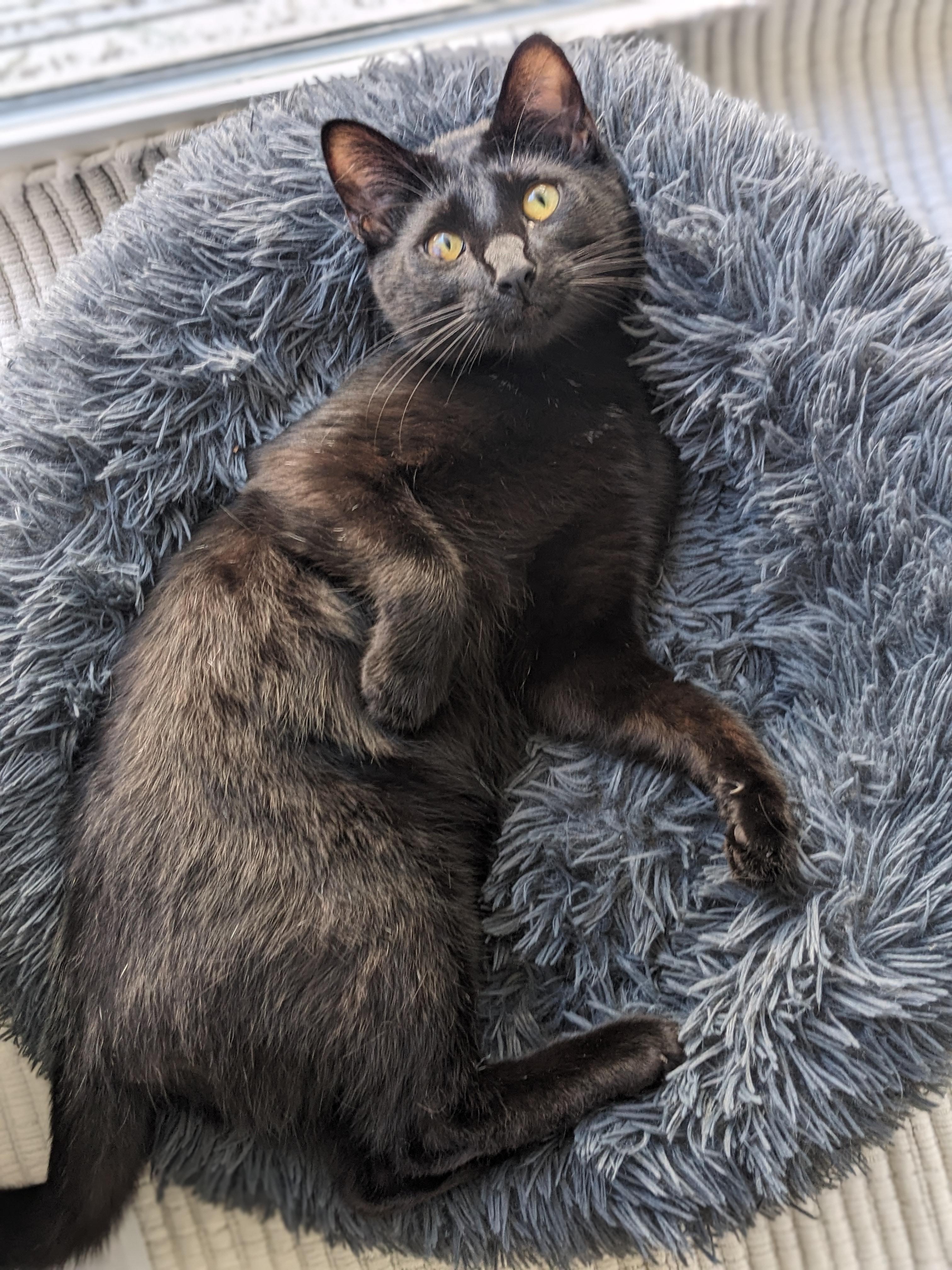Enlarge Young Eddie, a Adopted Domestic Short Hair in Los Angeles, CA image 4/6