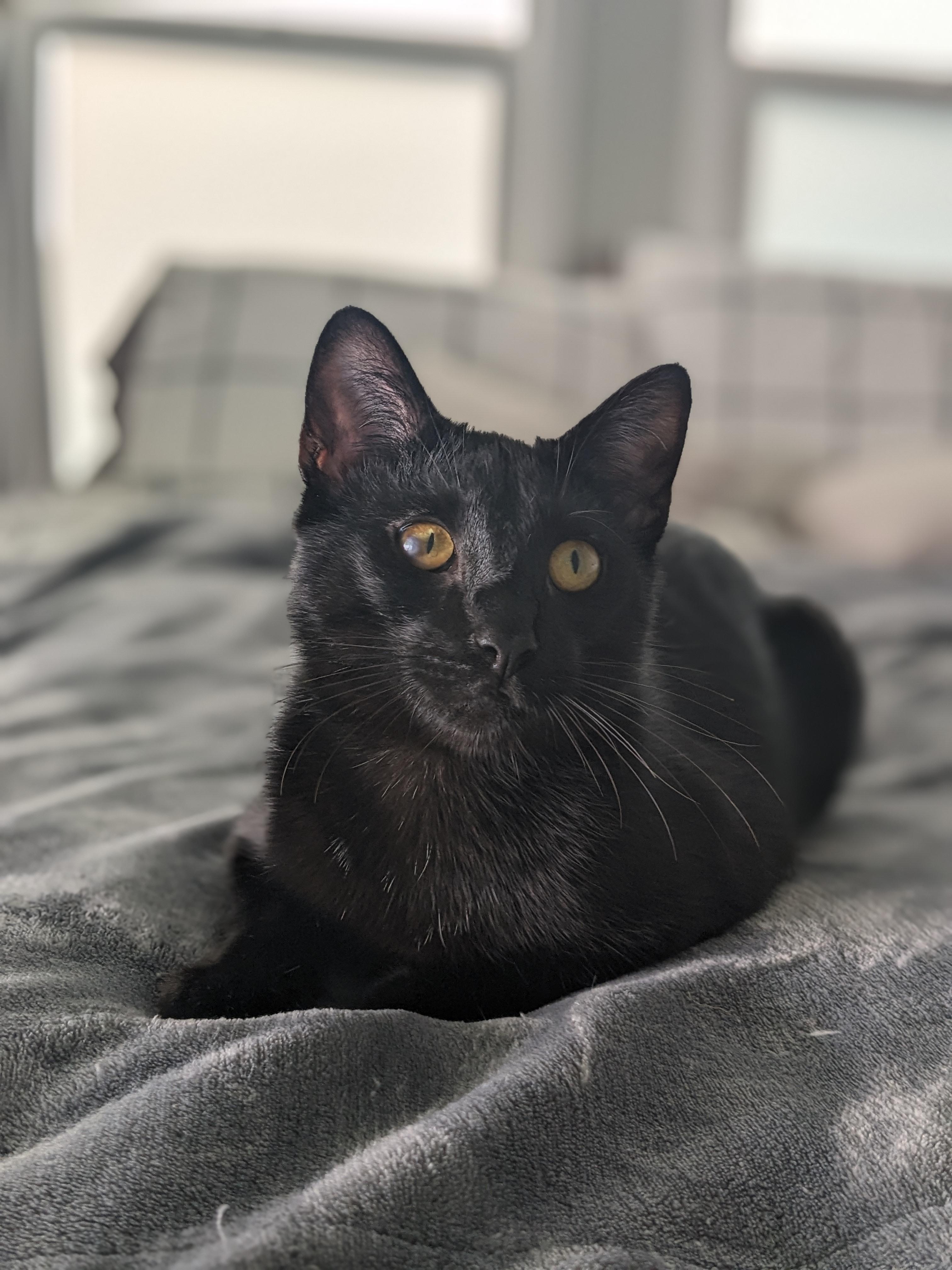 Enlarge Young Eddie, a Adopted Domestic Short Hair in Los Angeles, CA image 2/6