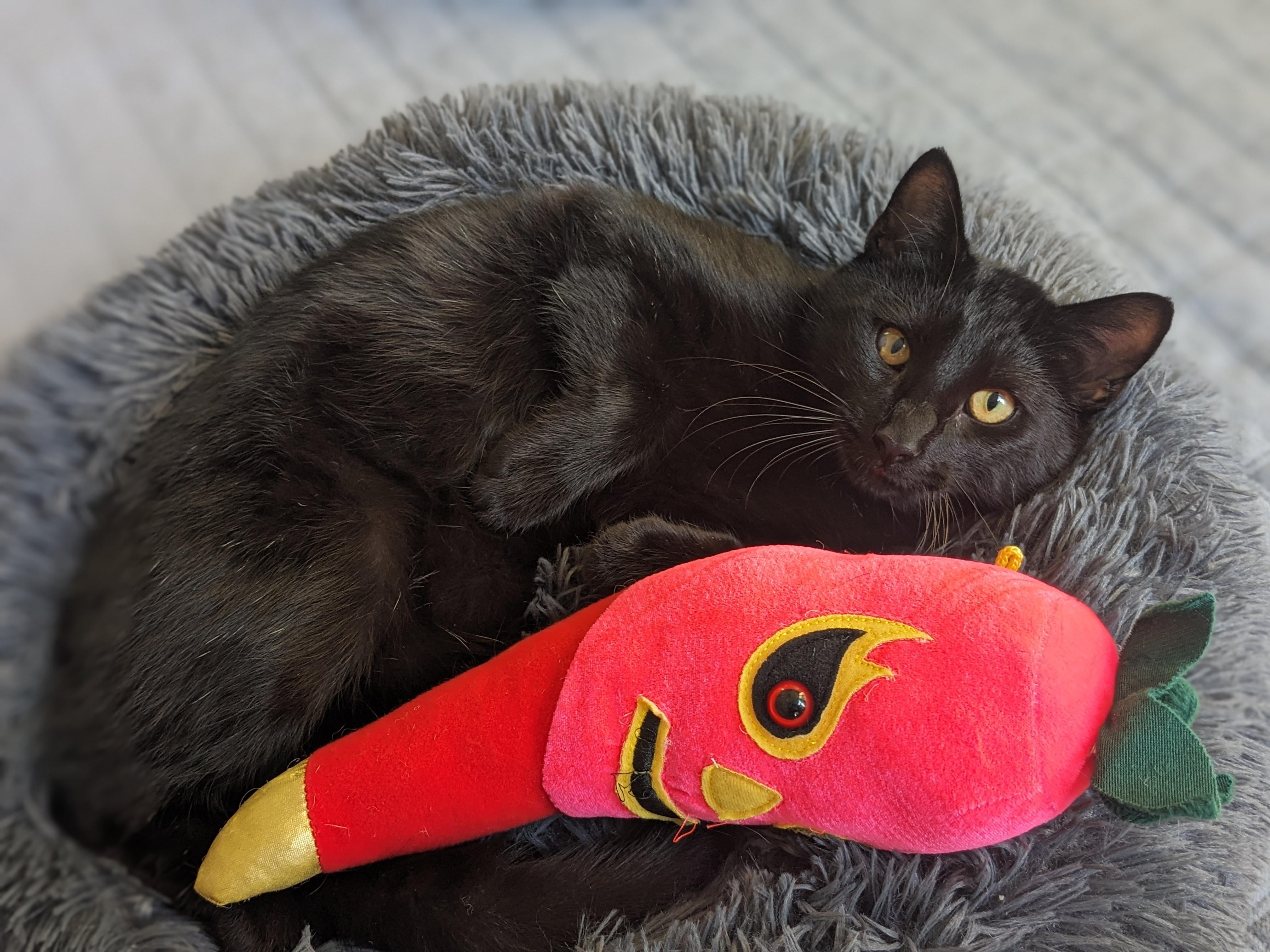 Enlarge Young Eddie, a Adopted Domestic Short Hair in Los Angeles, CA image 6/6