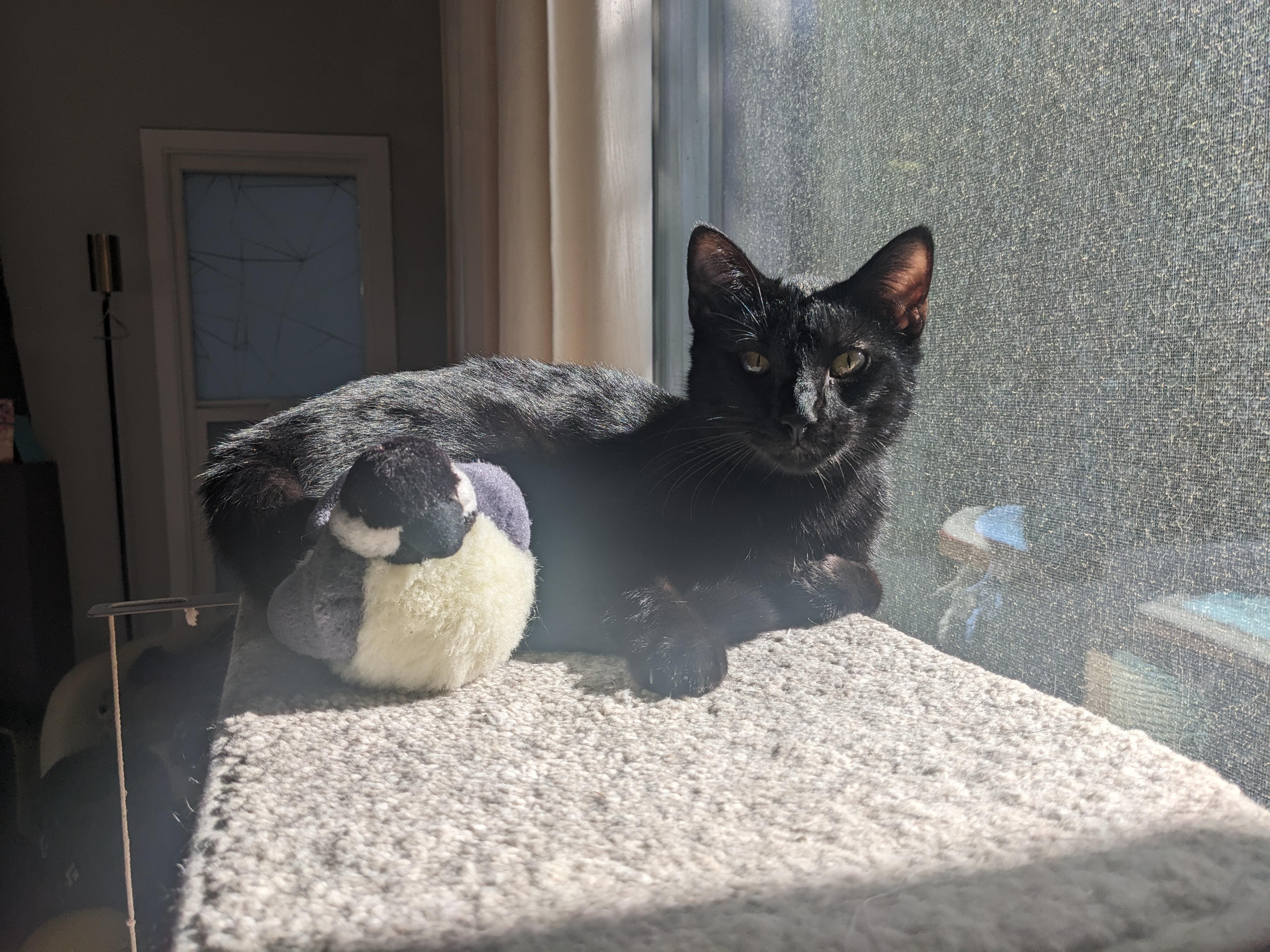 Enlarge Young Eddie, a Adopted Domestic Short Hair in Los Angeles, CA image 5/6