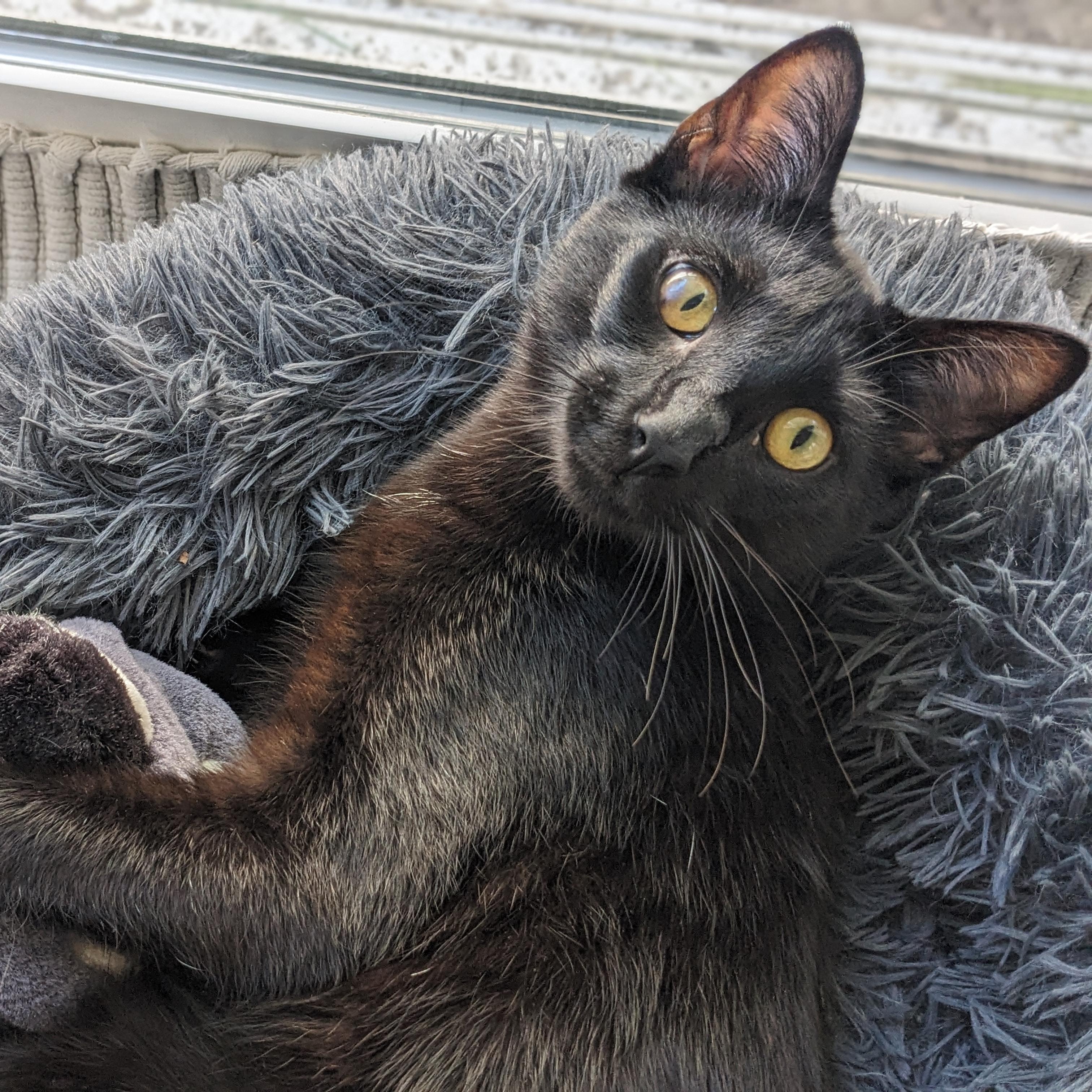 Enlarge Young Eddie, a Adopted Domestic Short Hair in Los Angeles, CA image 1/6