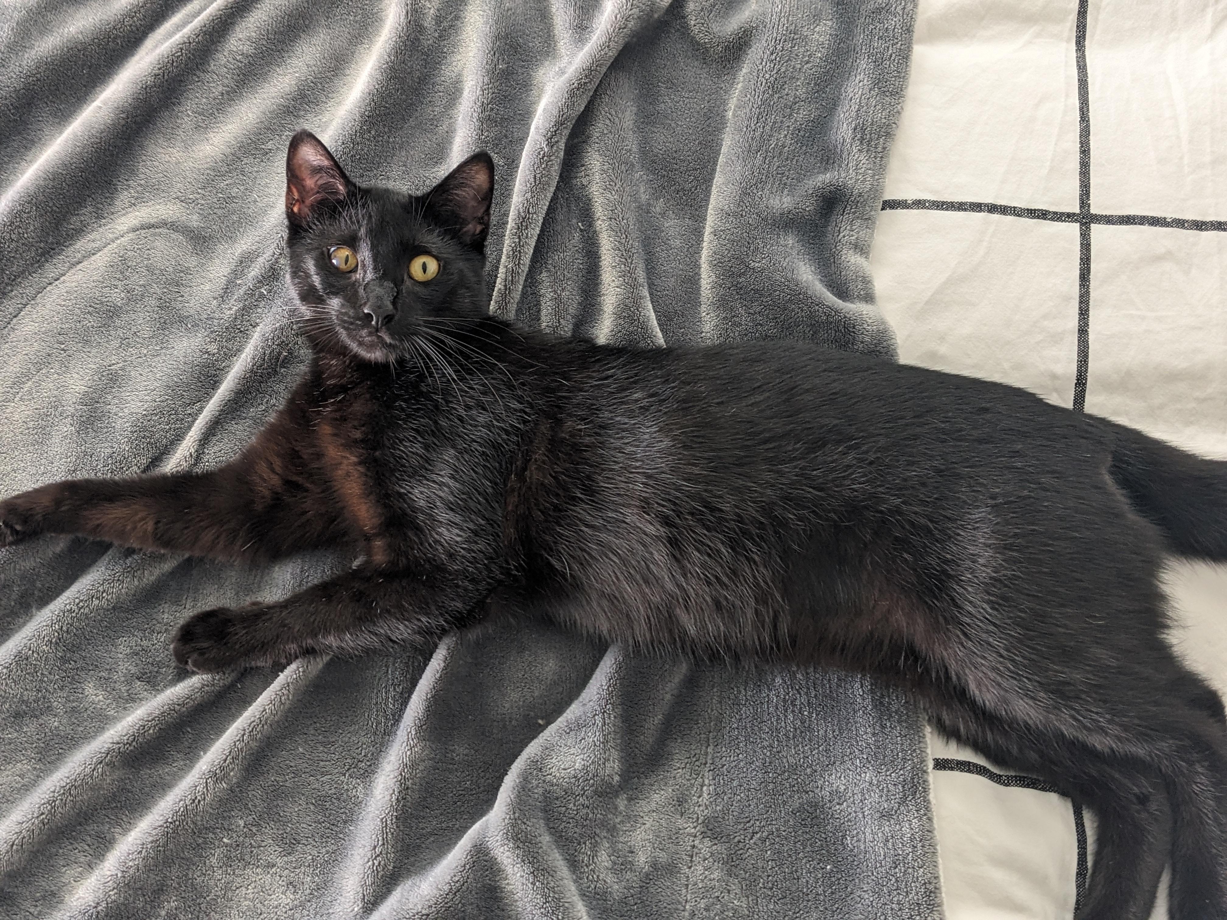 Enlarge Young Eddie, a Adopted Domestic Short Hair in Los Angeles, CA image 3/6