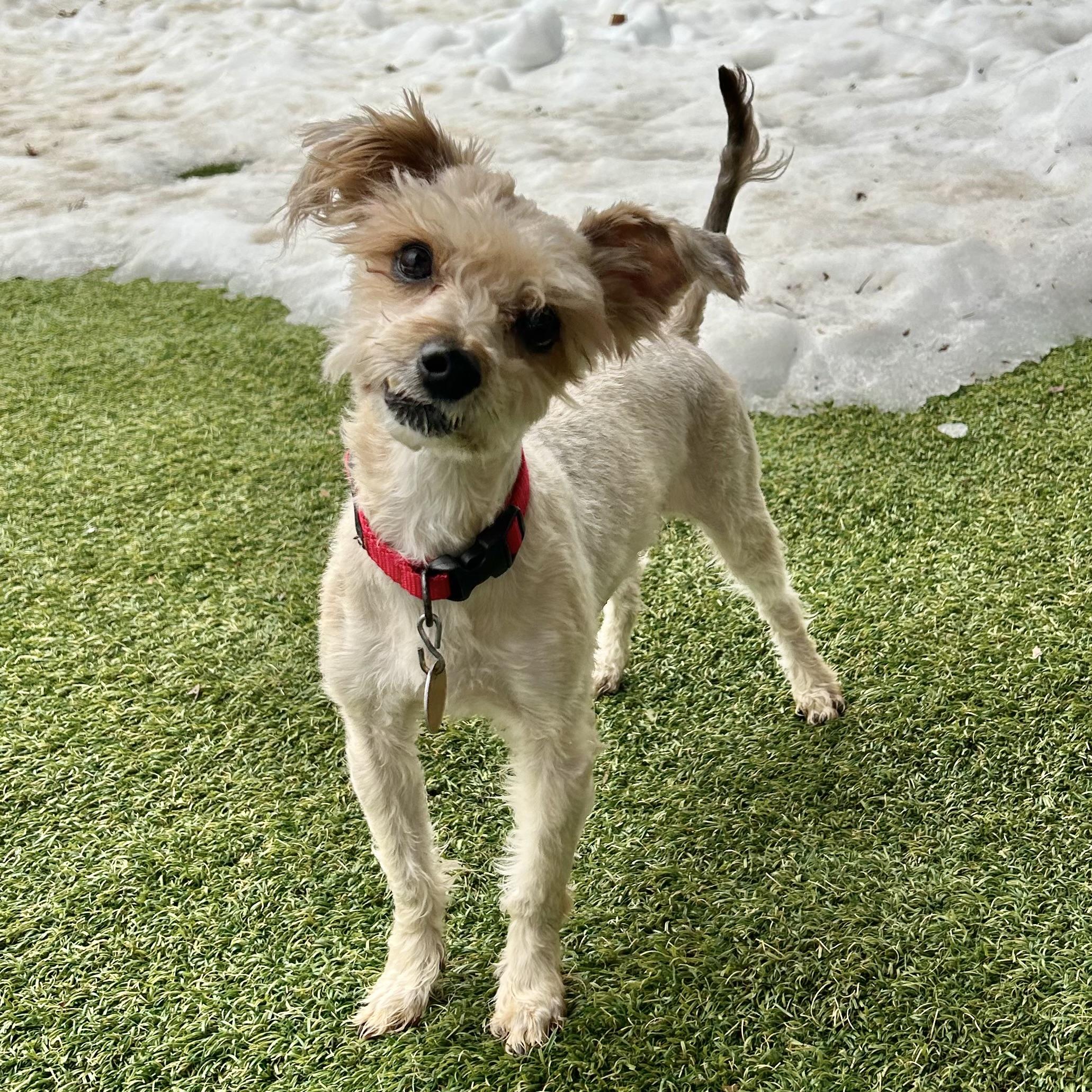 Stick, adopted, Senior Male Yorkshire Terrier.